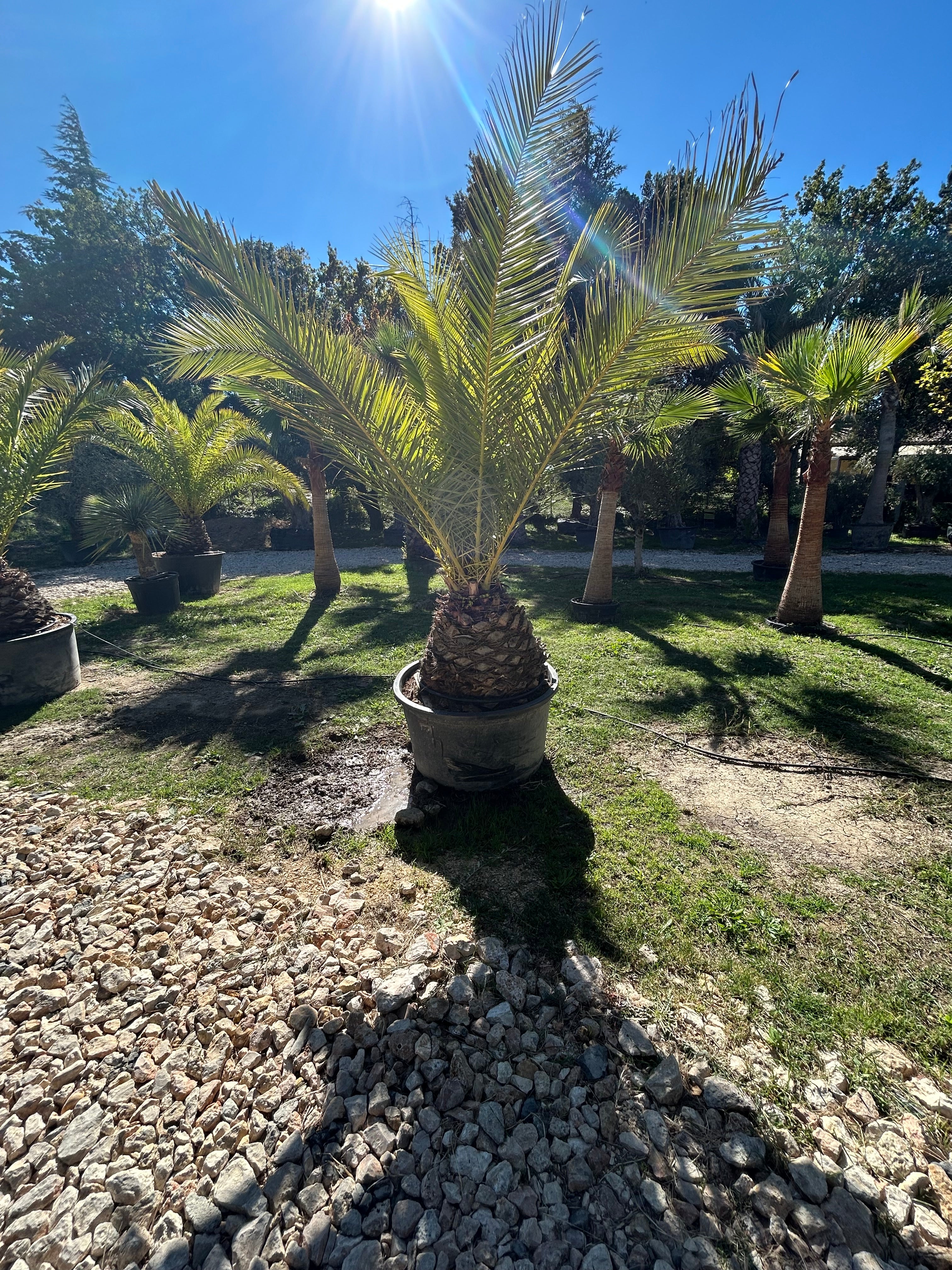 Palmier Phoenix Canariensis