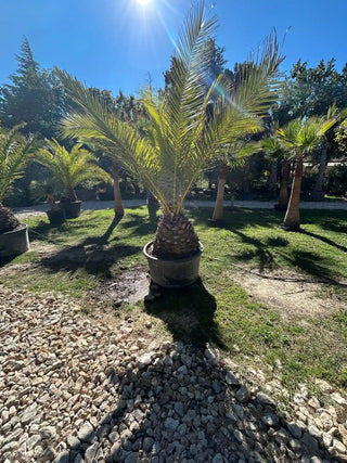 Palmier Phoenix Canariensis