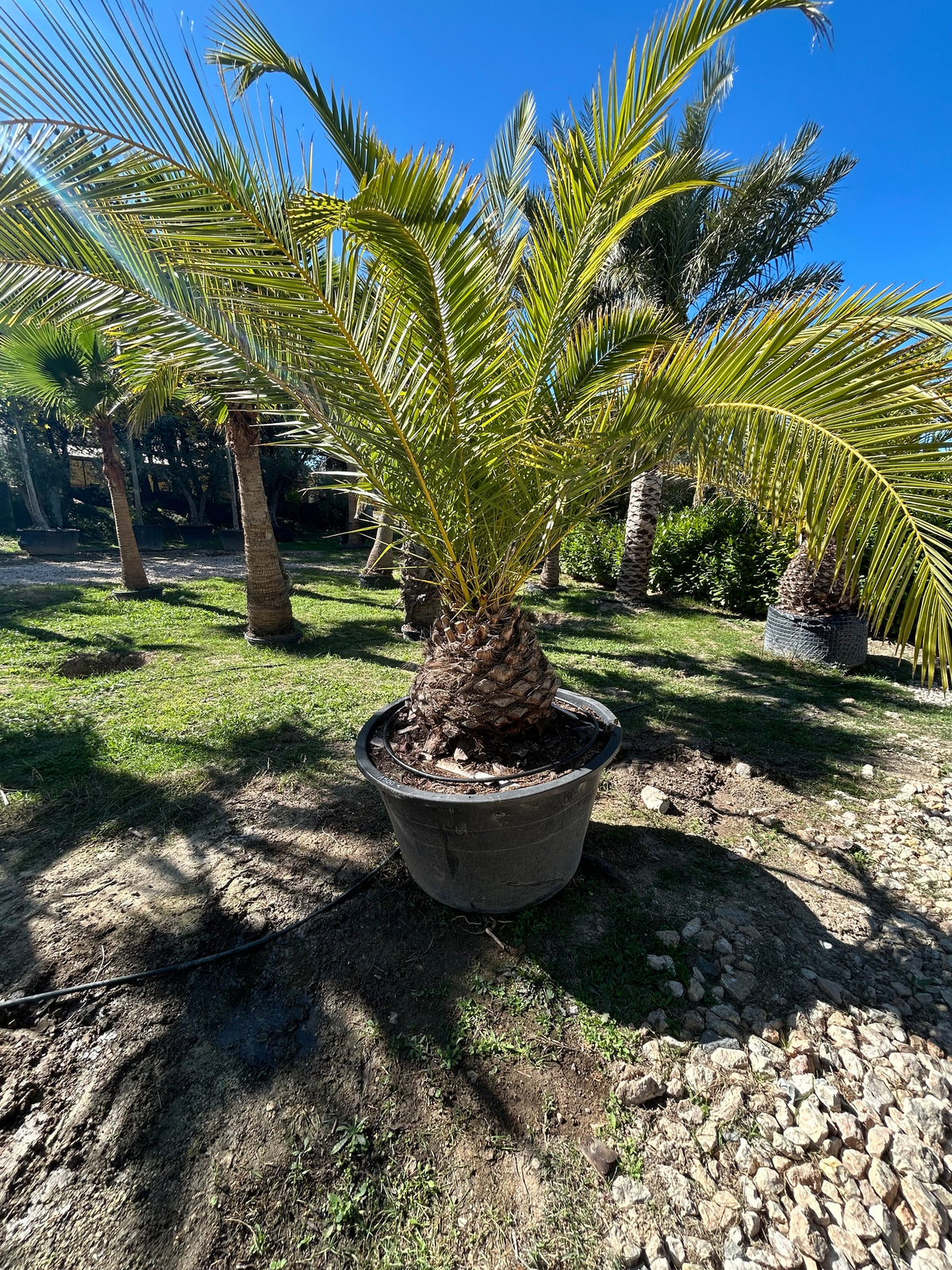 Palmier Phoenix Canariensis