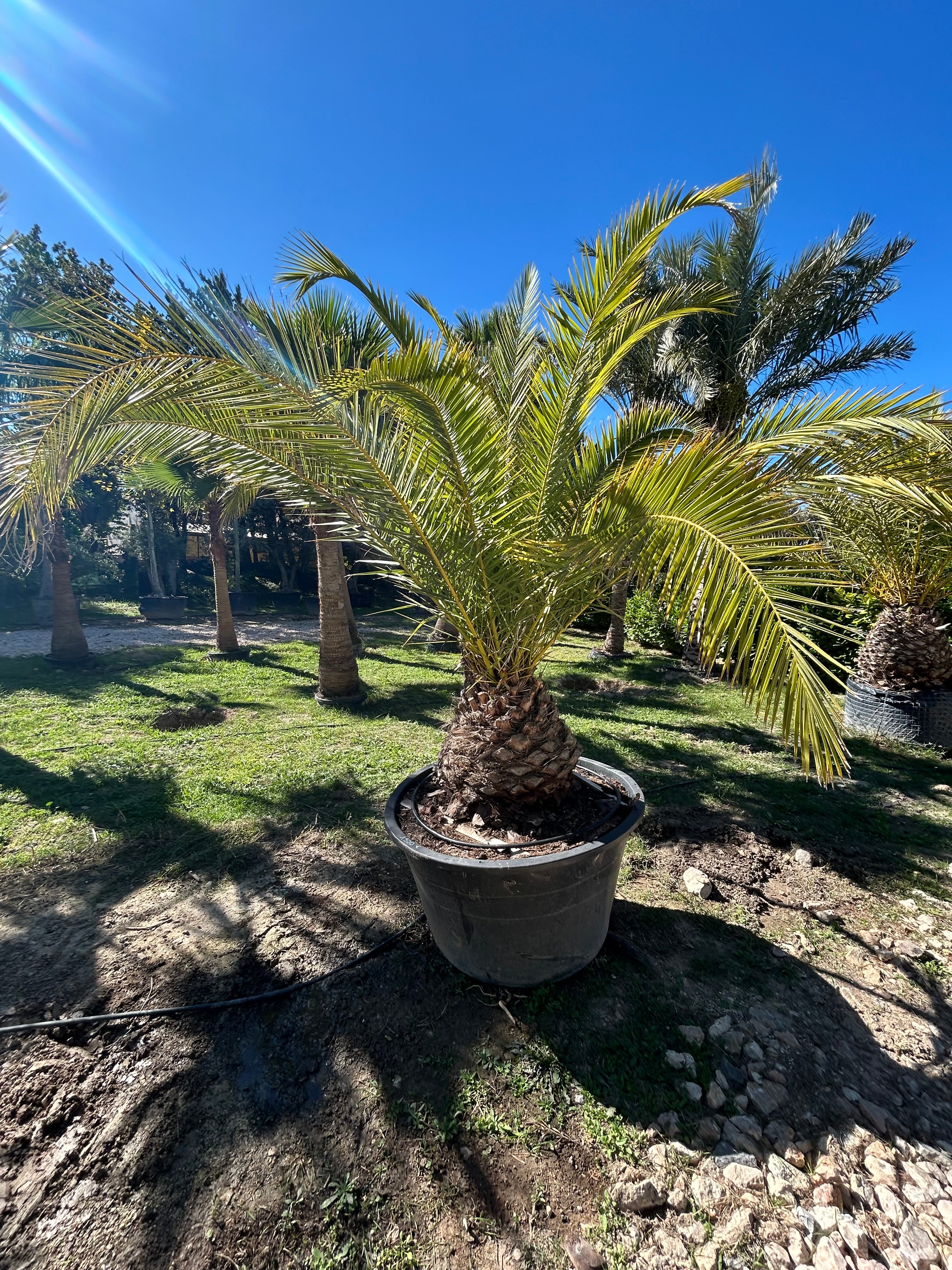 Palmier Phoenix Canariensis
