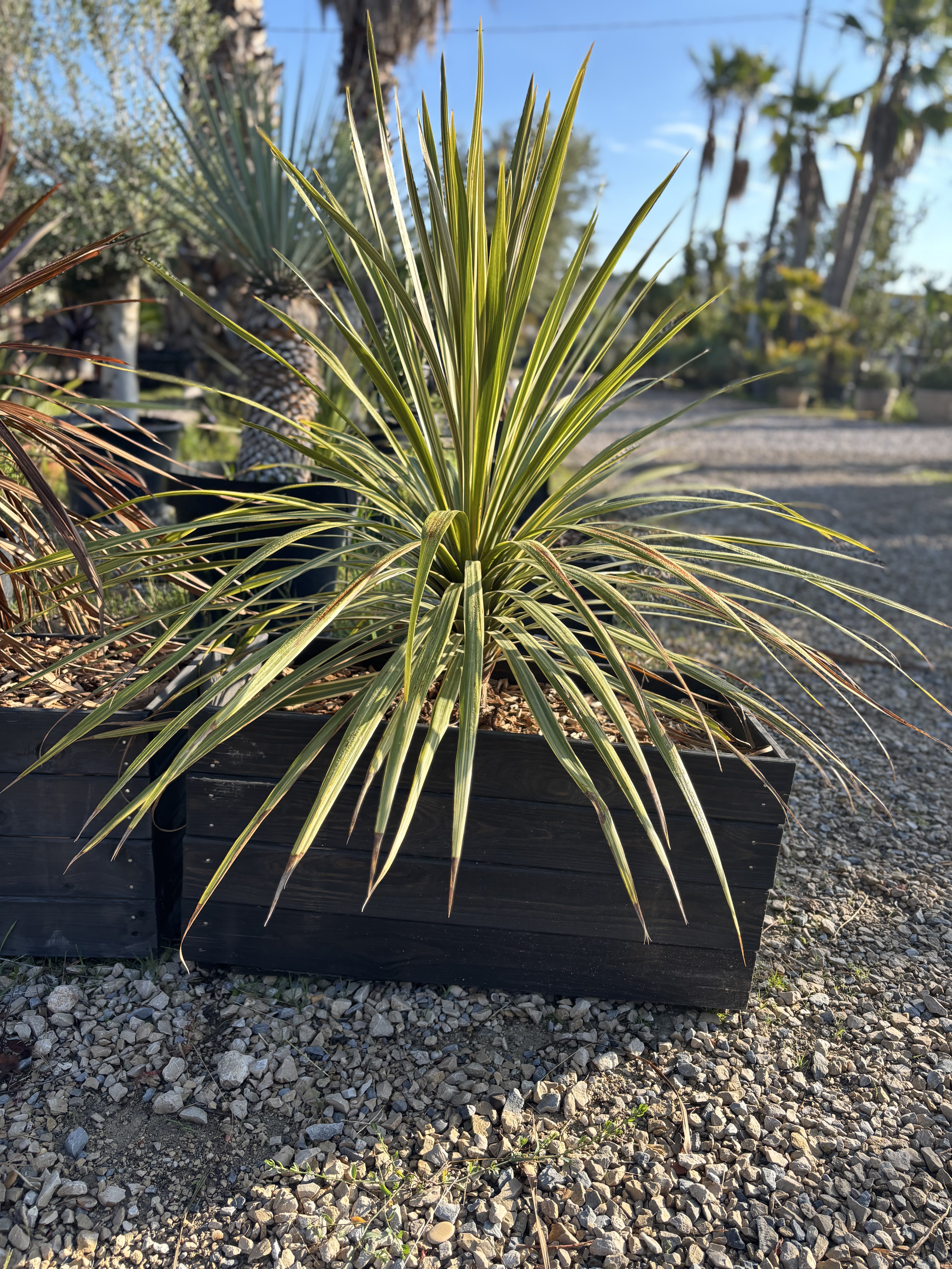 Jardinière en bois avec Cordyline