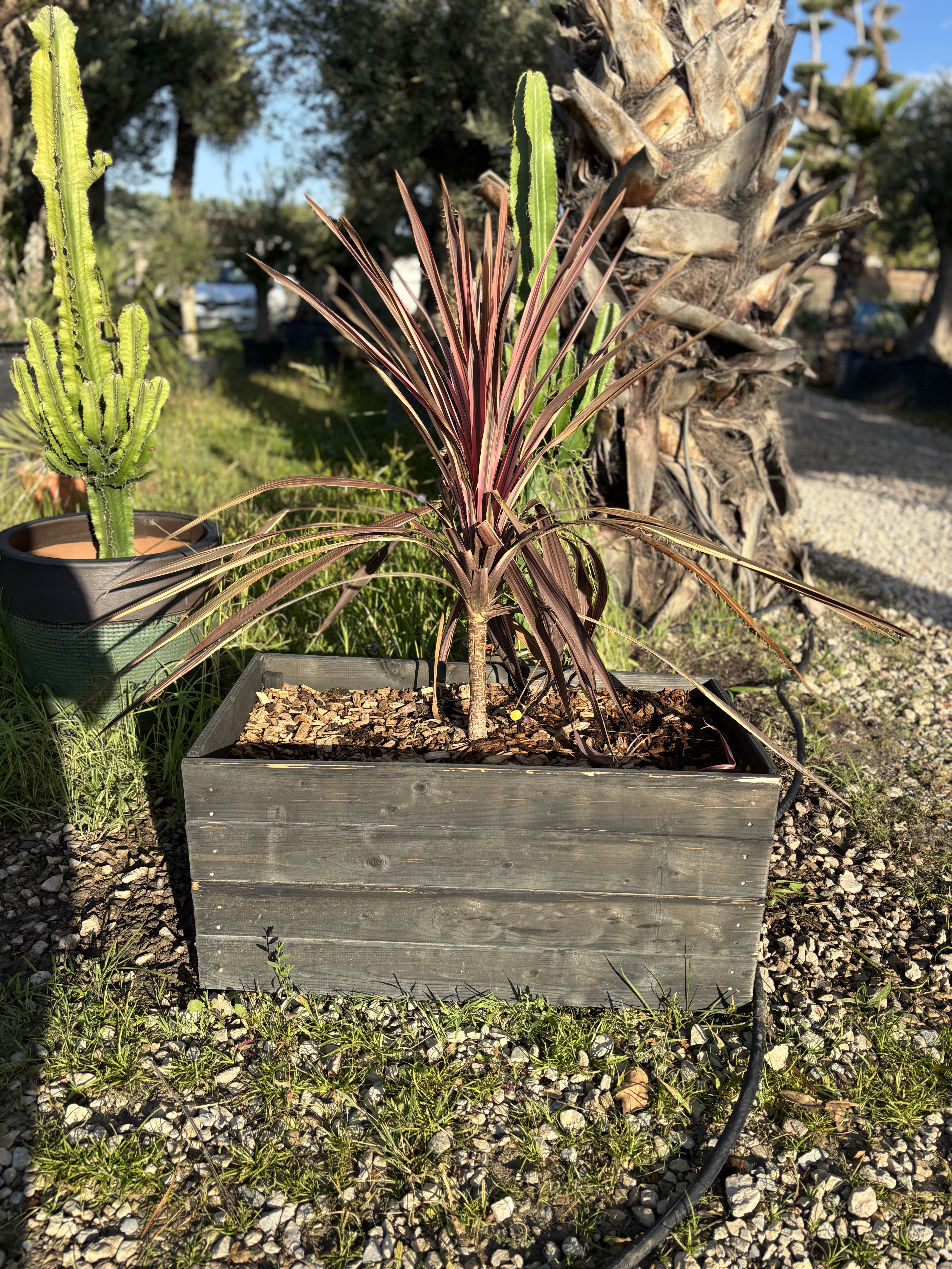 Jardinière en bois avec Cordyline