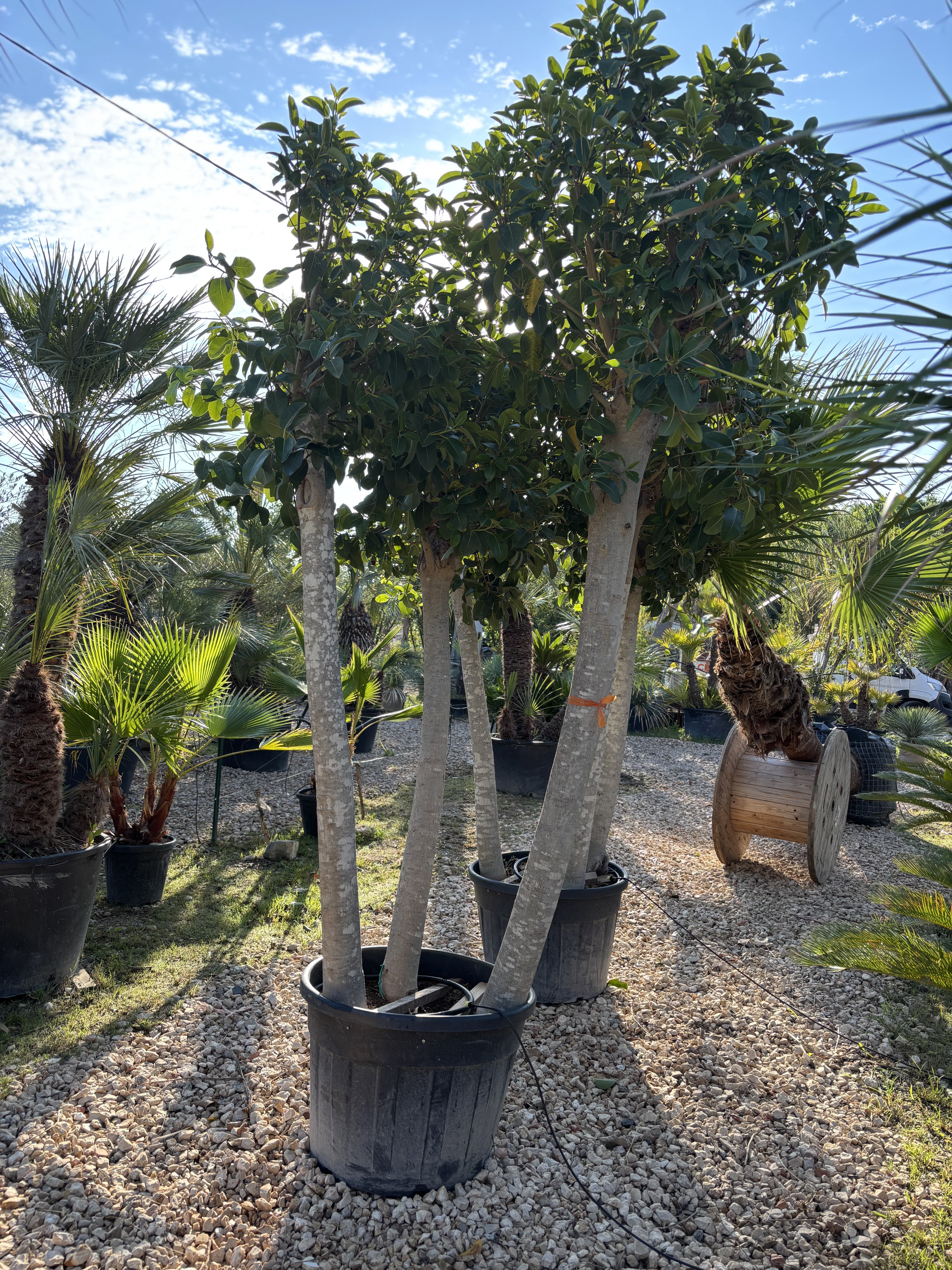 Ficus Autralis