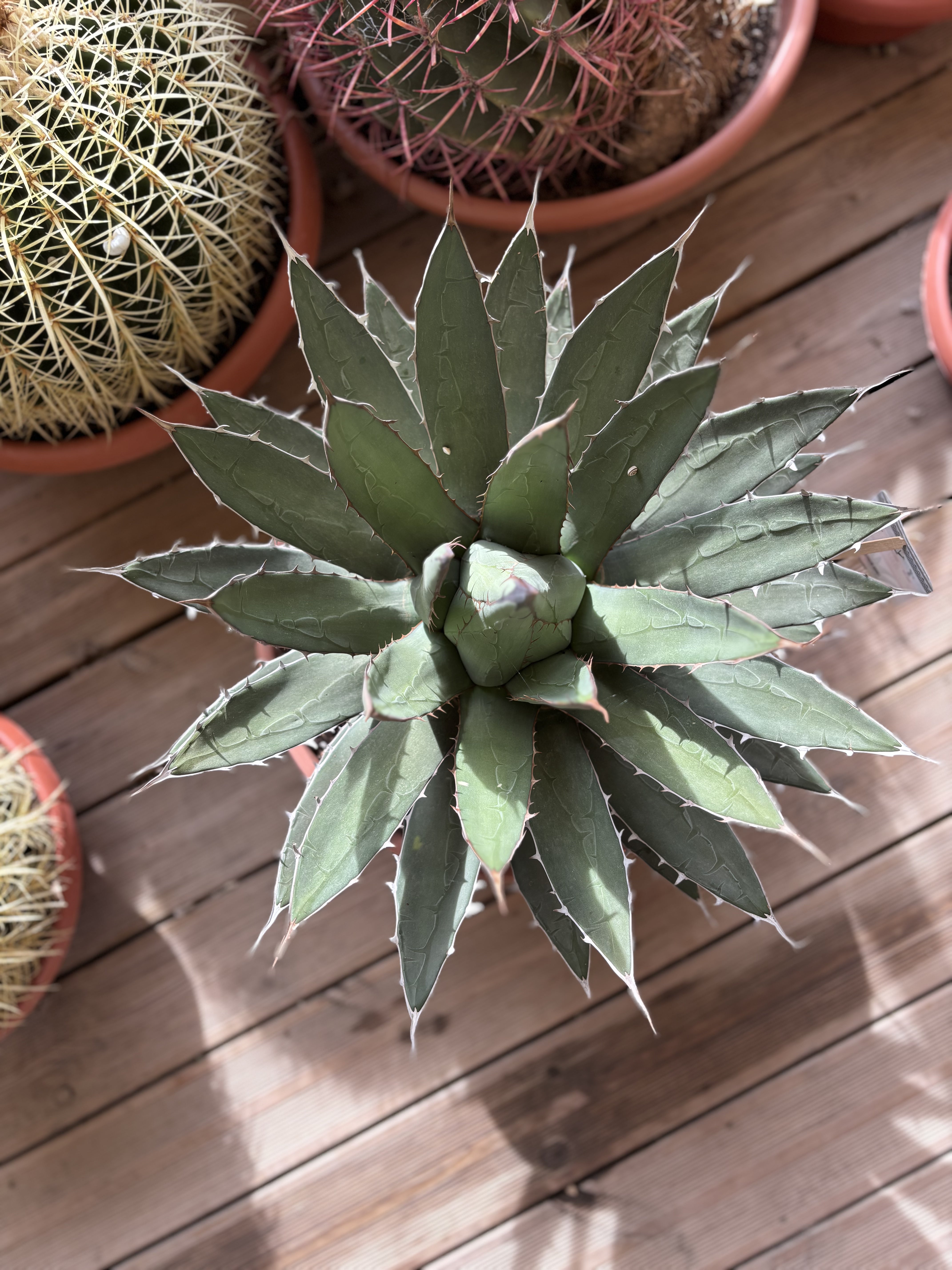 Agave