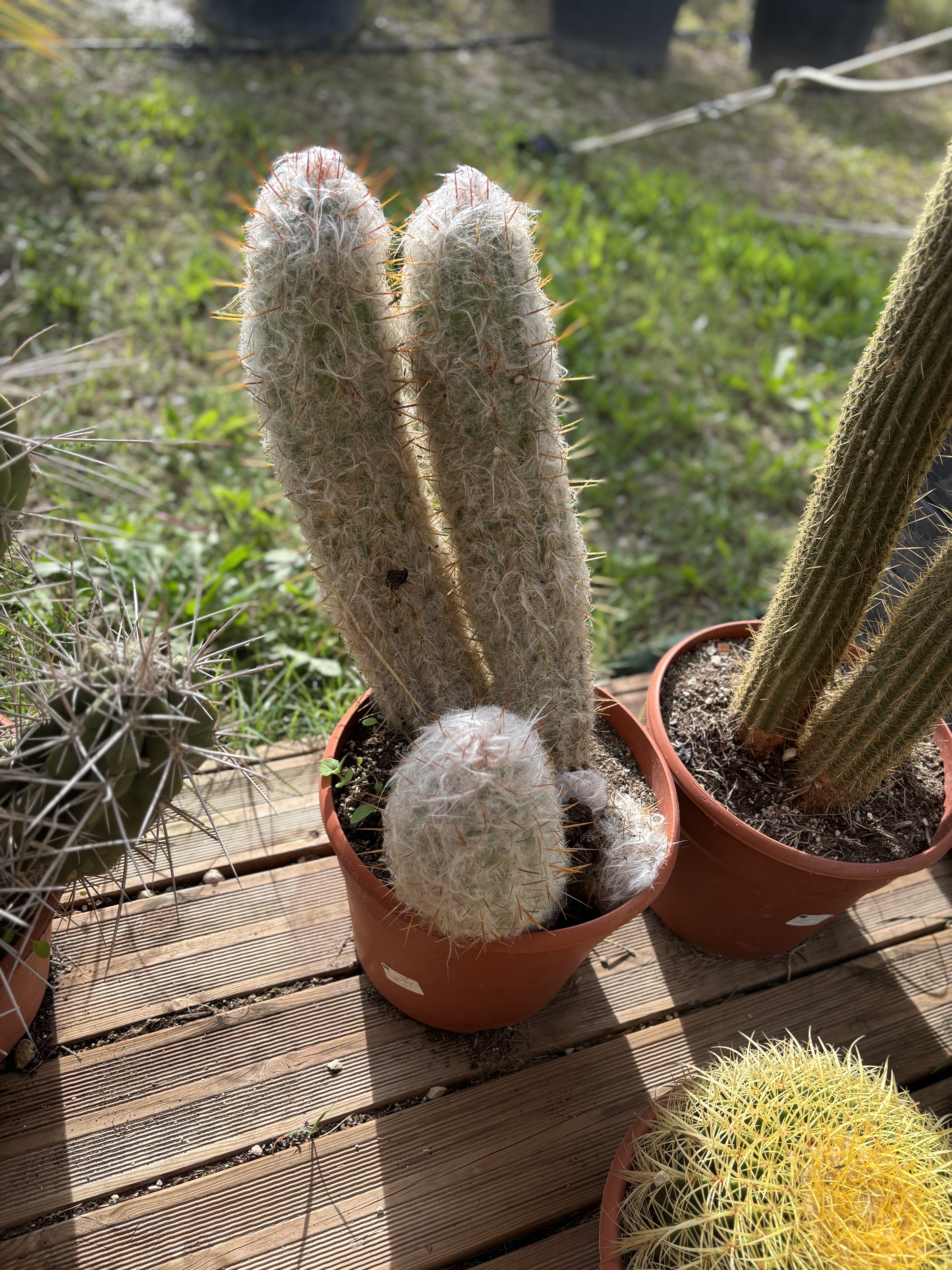 Cactus Cephalocereus