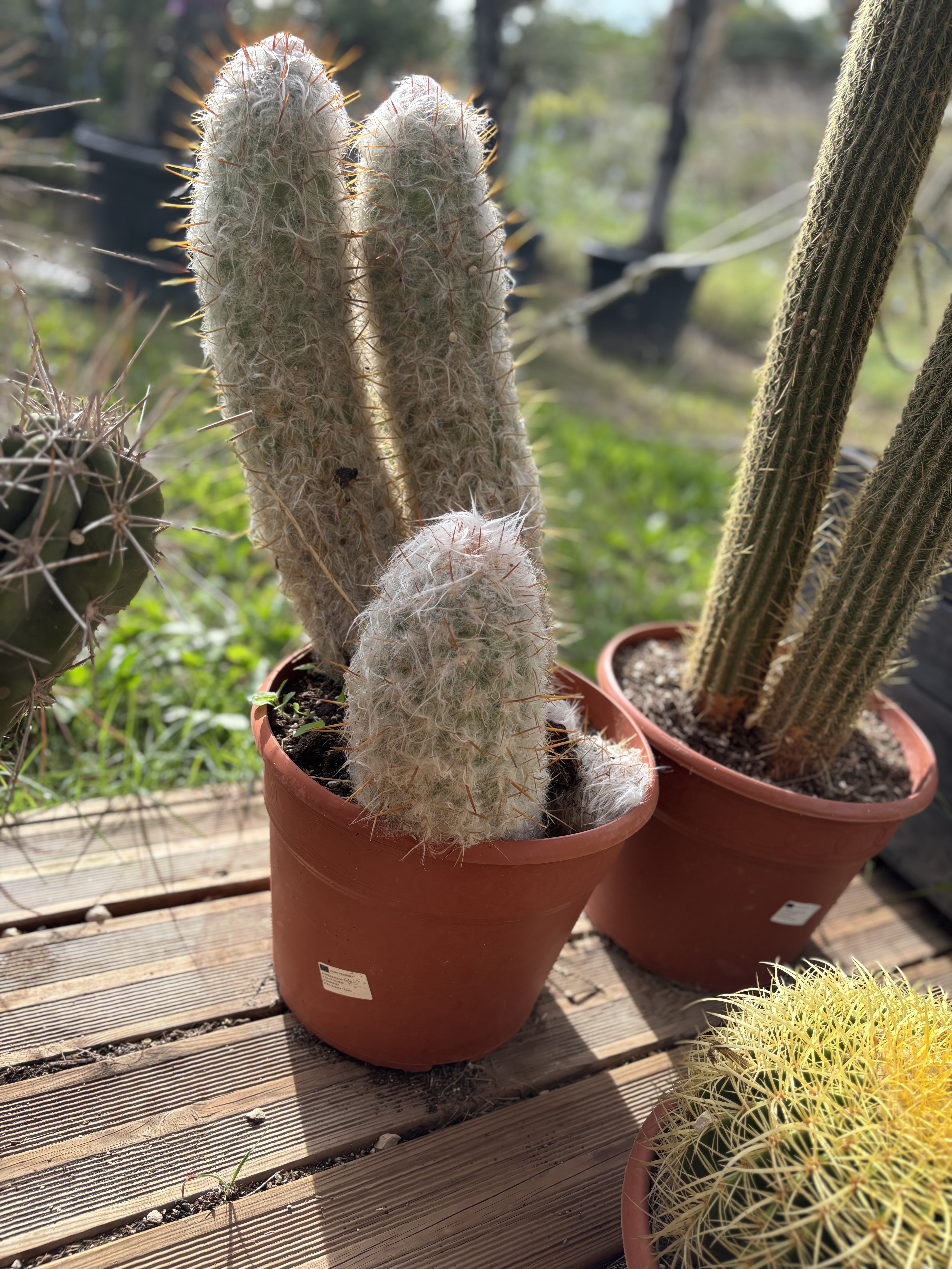 Cactus Cephalocereus