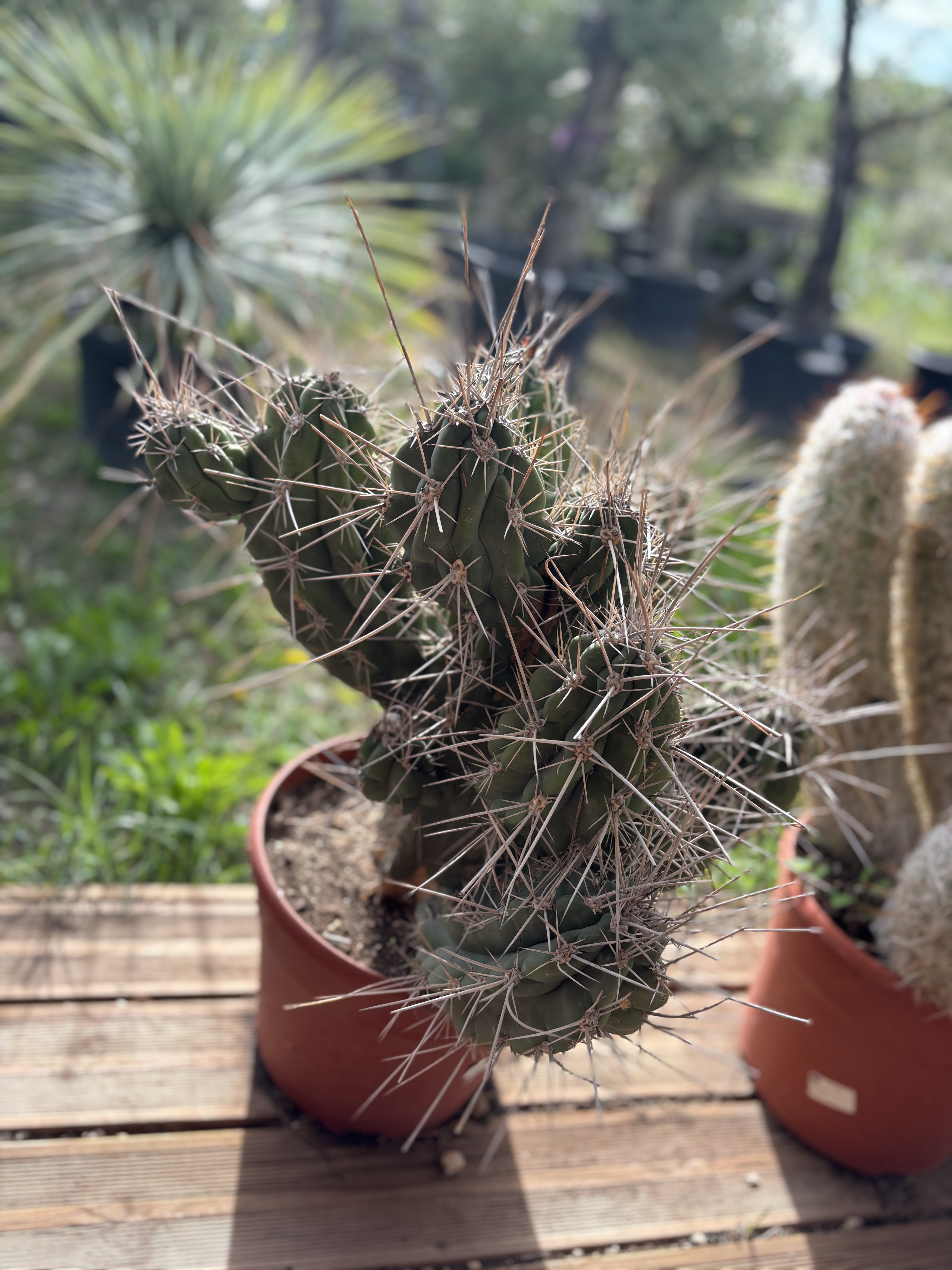 Cactus Stetsonia