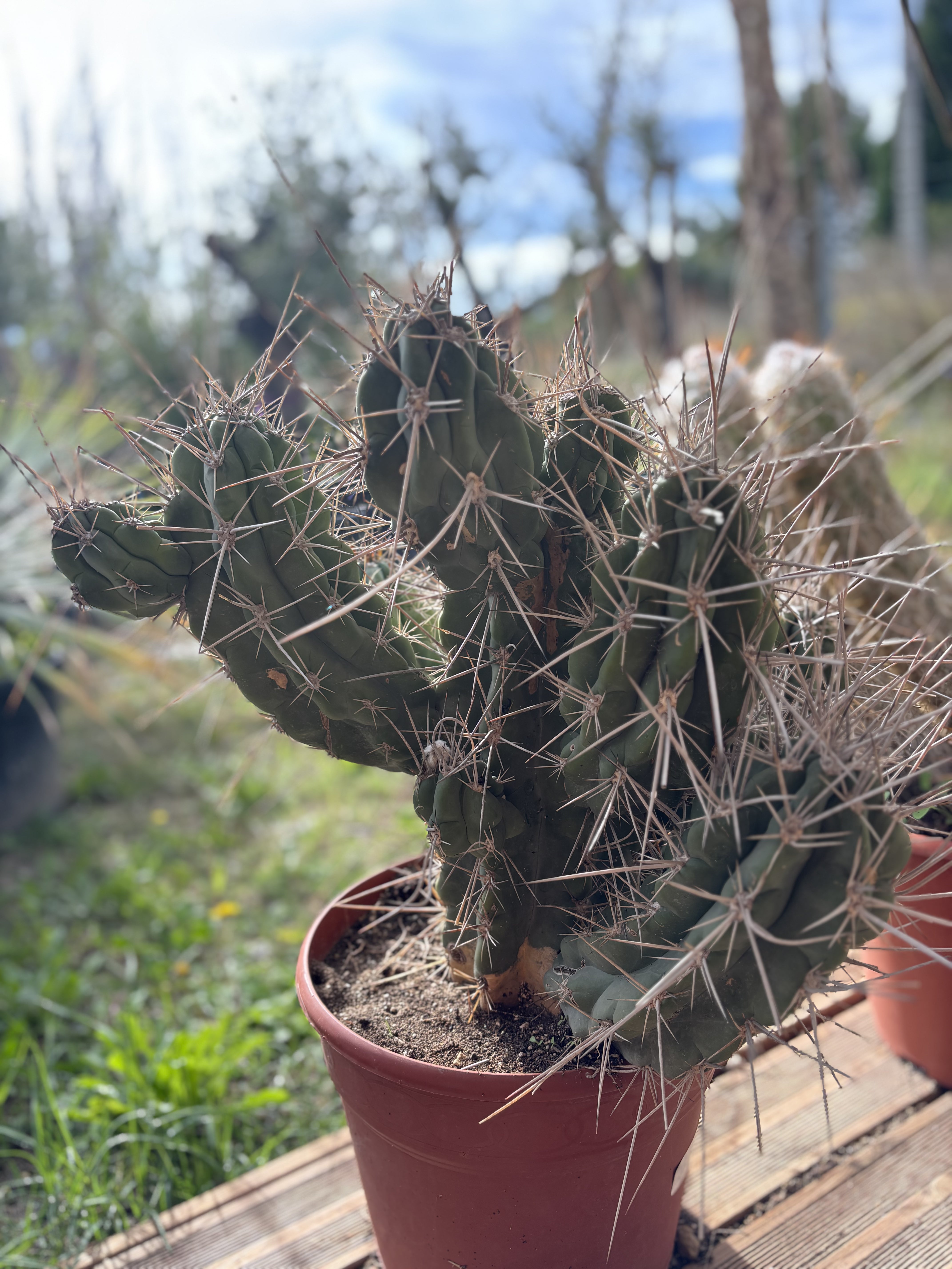 Cactus Stetsonia