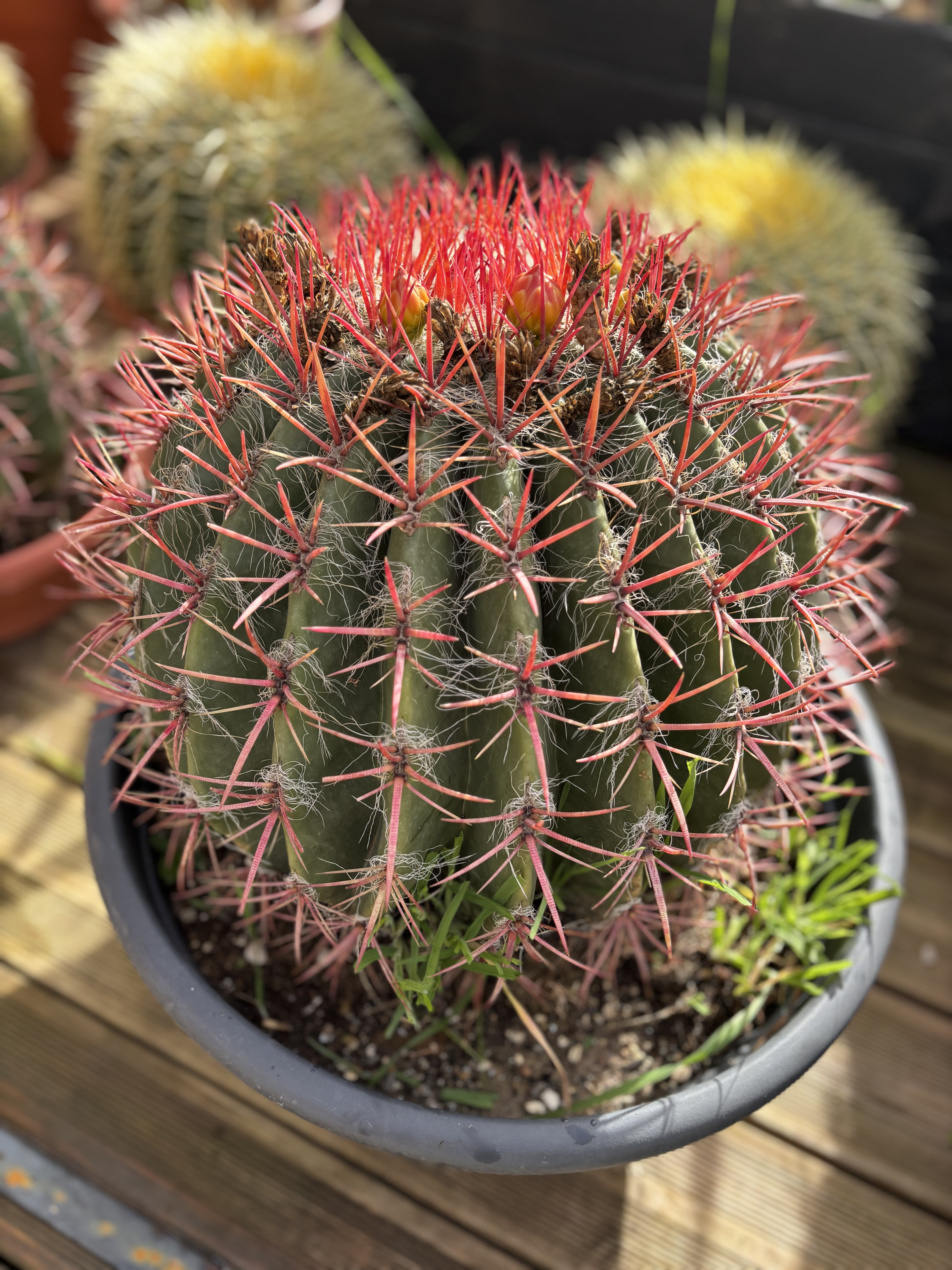 Ferocactus grande taille