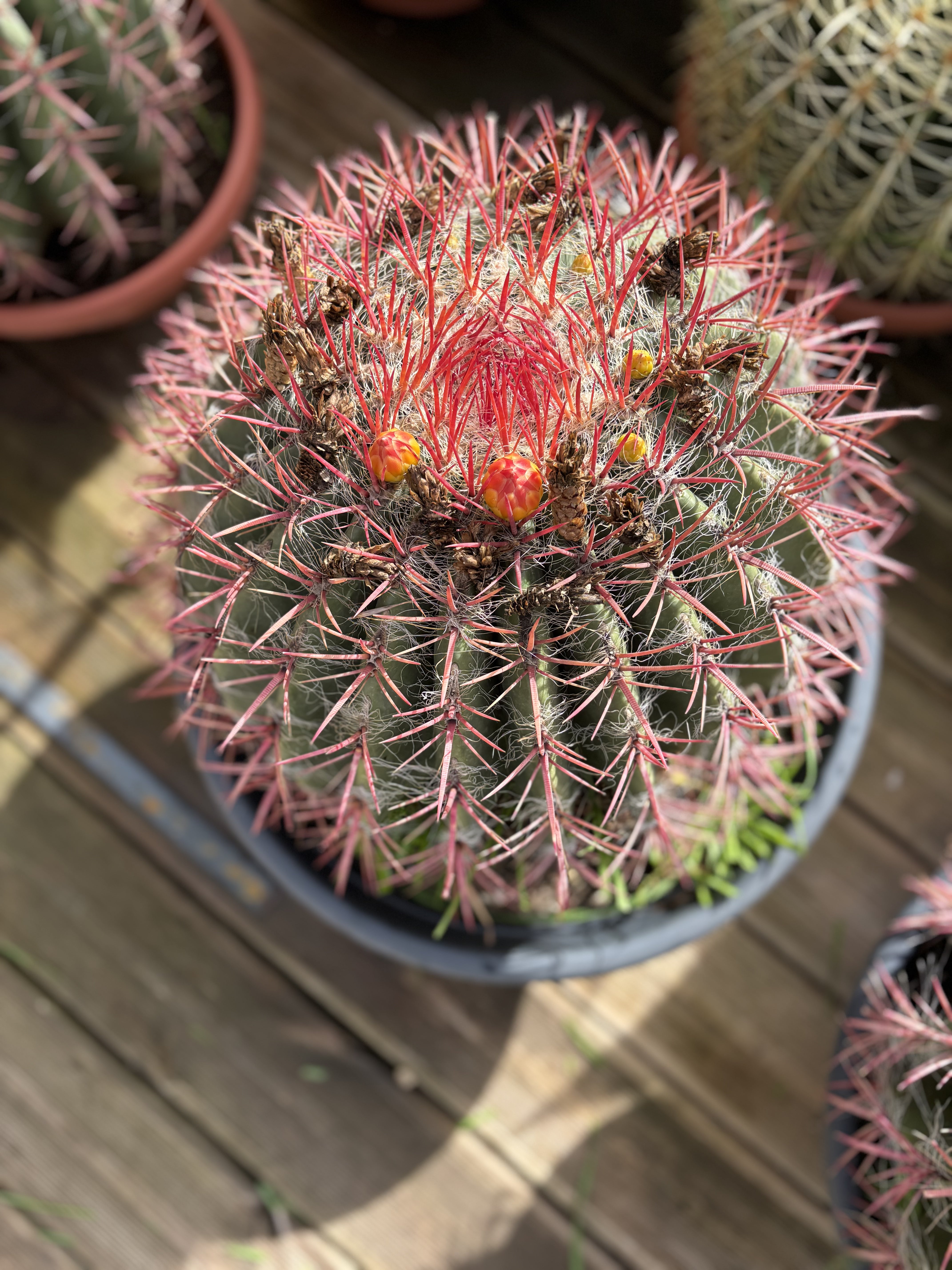 Ferocactus grande taille