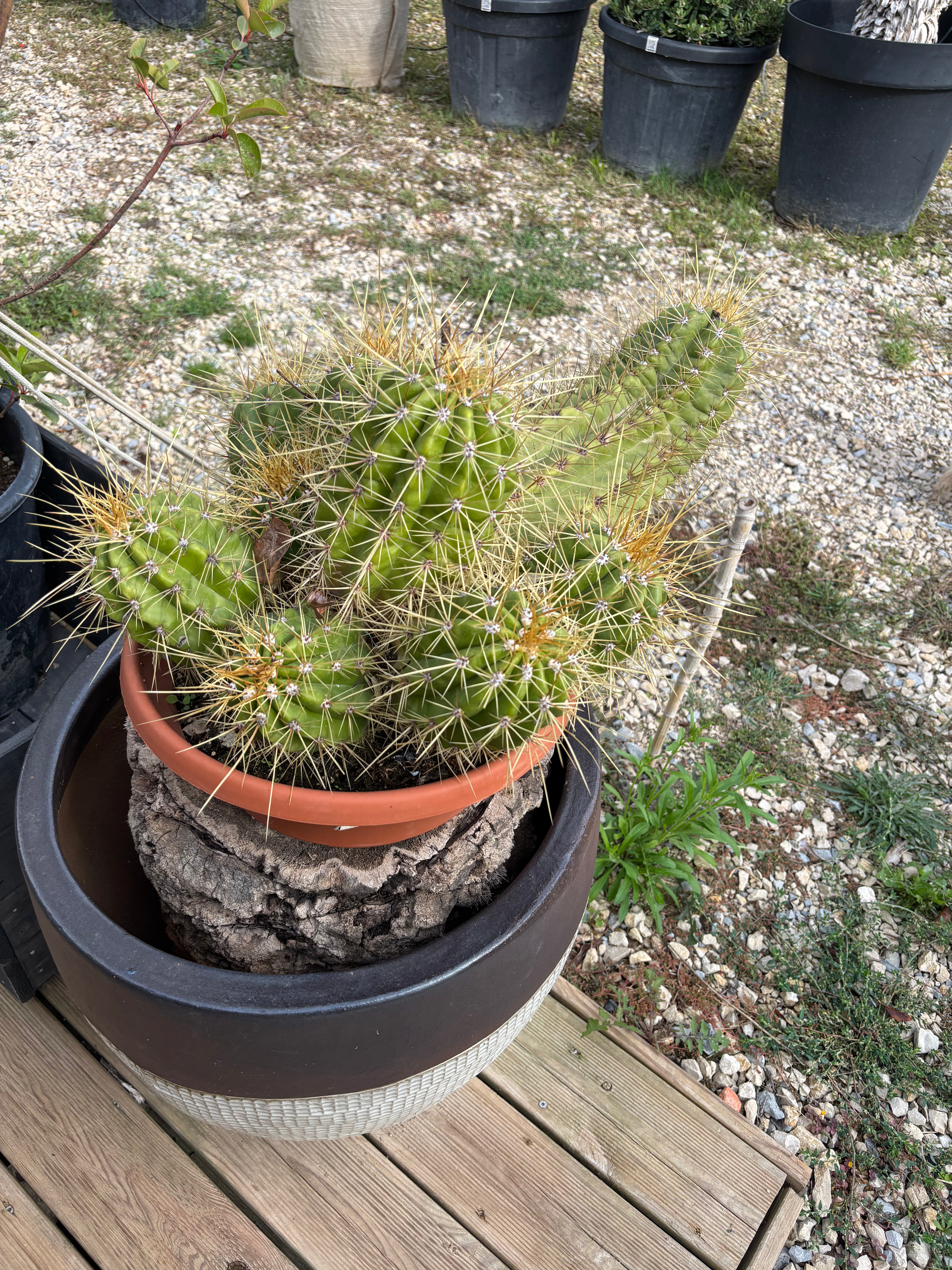 Cactus Echinocereus