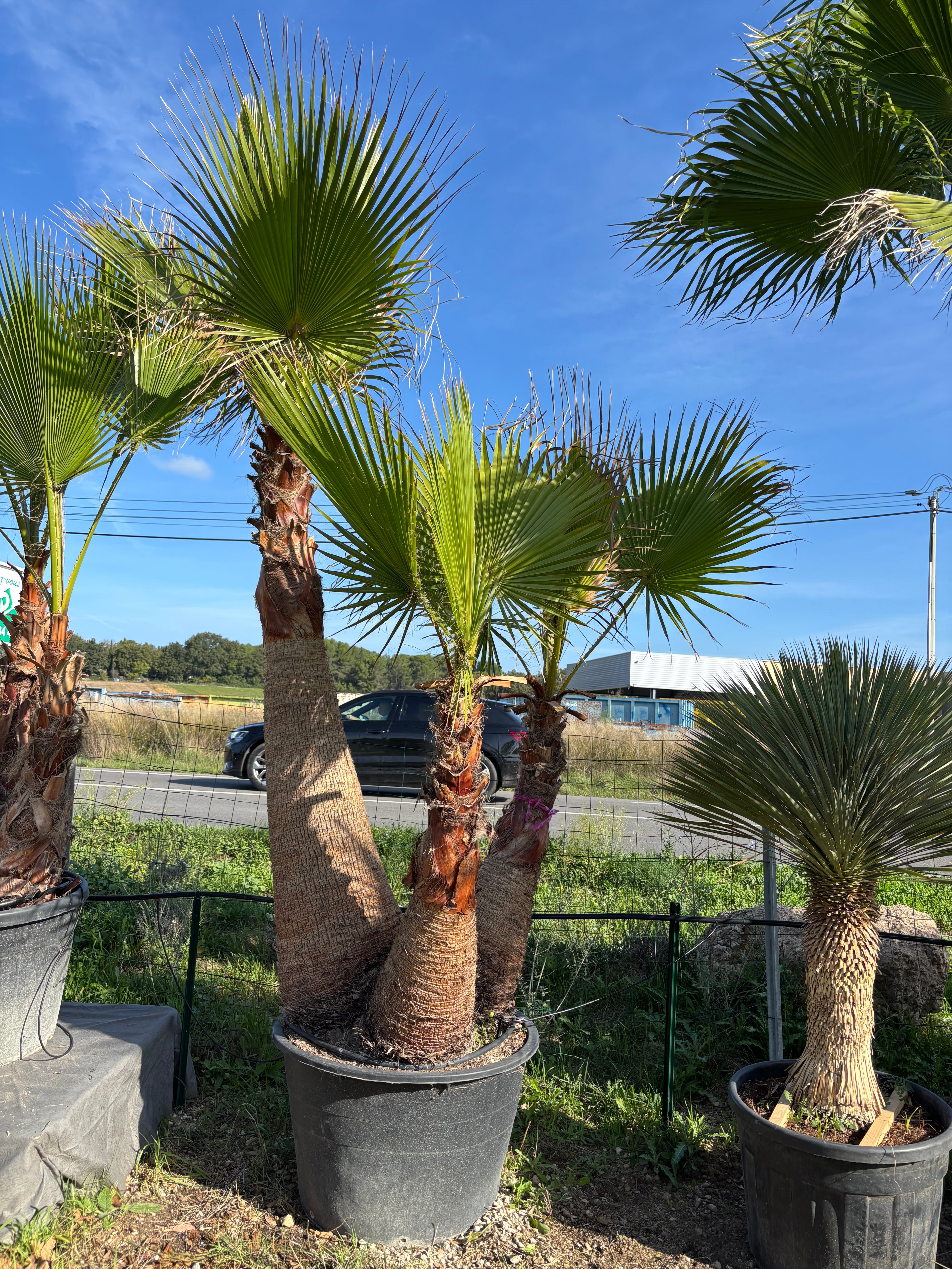 Palmier Washingtonia Robusta triple troncs