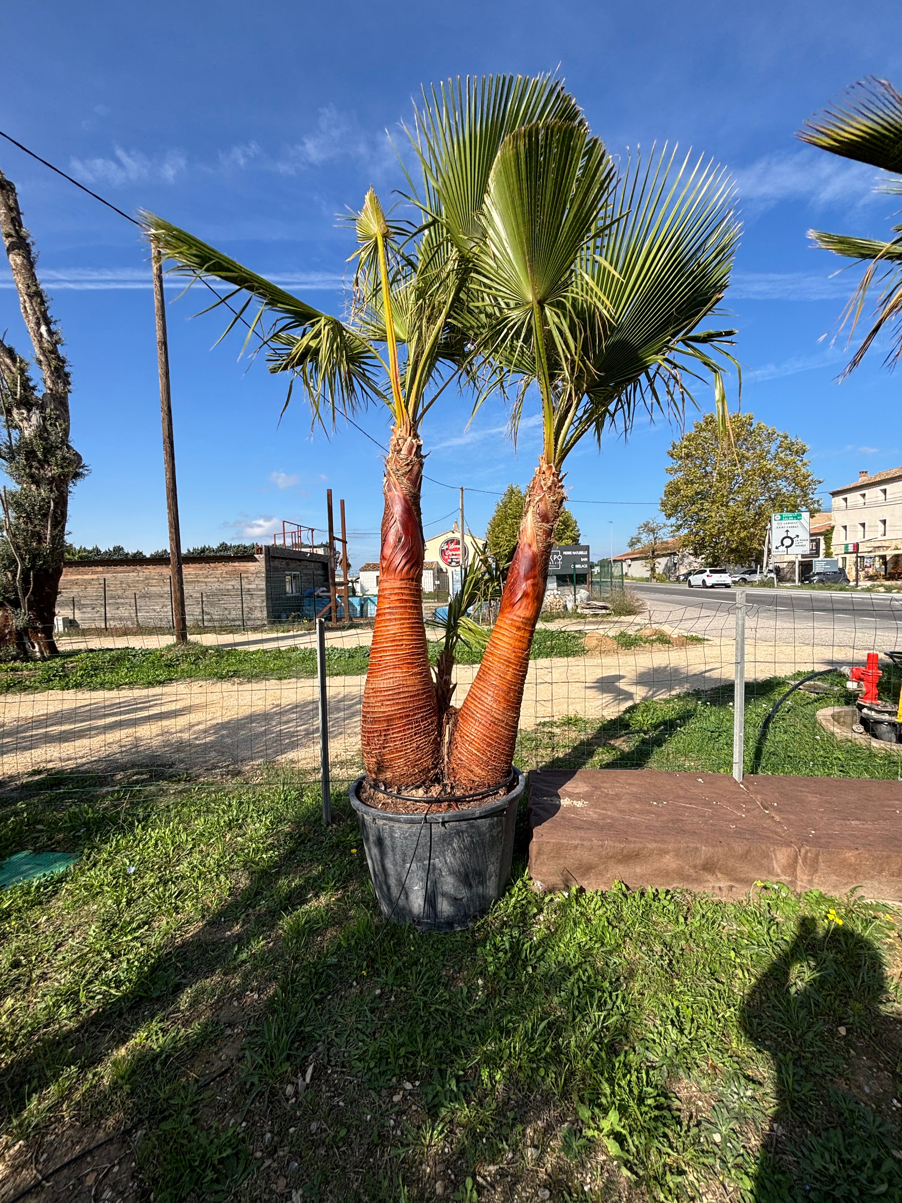 Palmier Washingtonia Robusta triple troncs