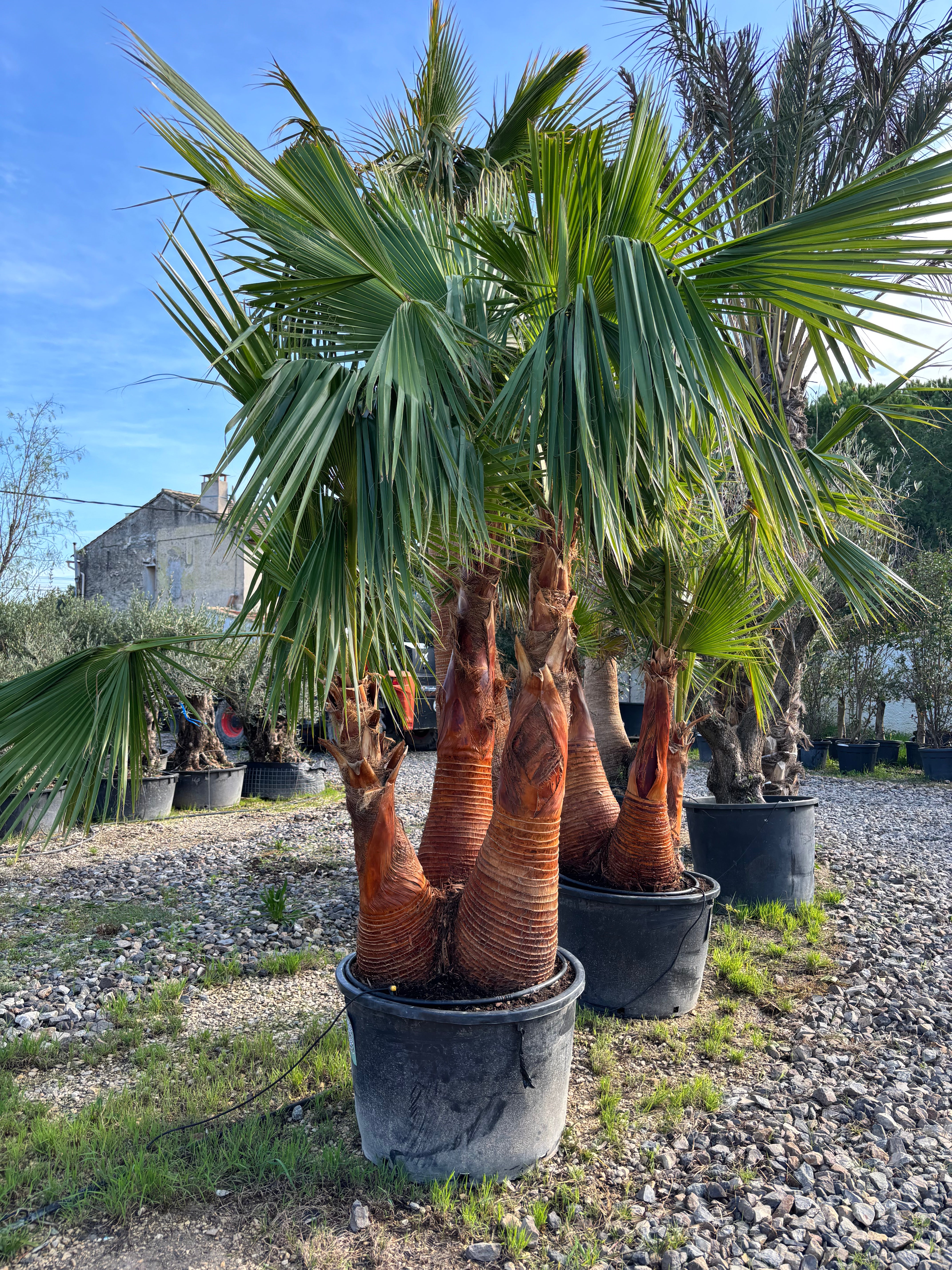 Palmier Washingtonia Robusta triple troncs