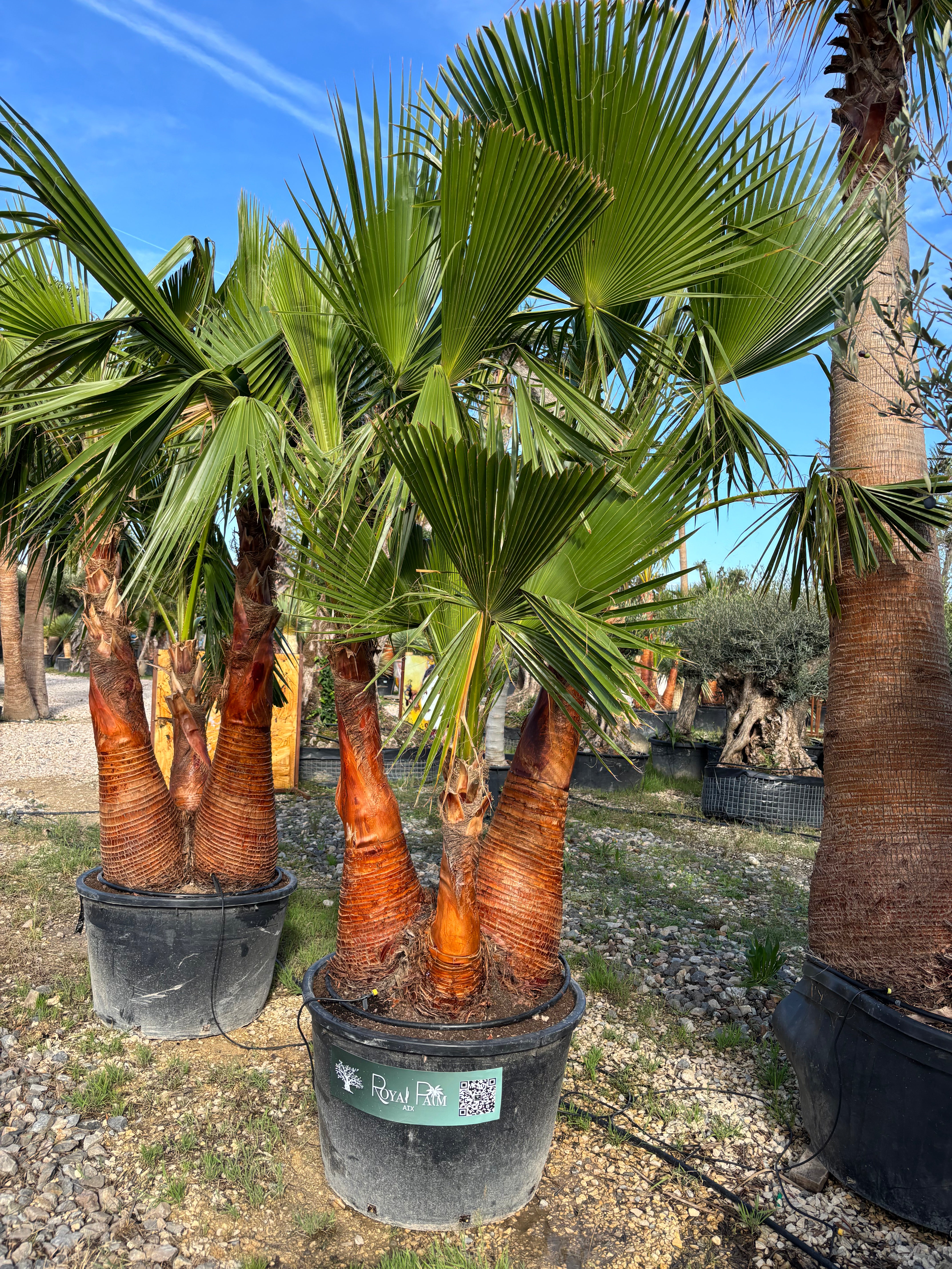 Palmier Washingtonia Robusta triple troncs