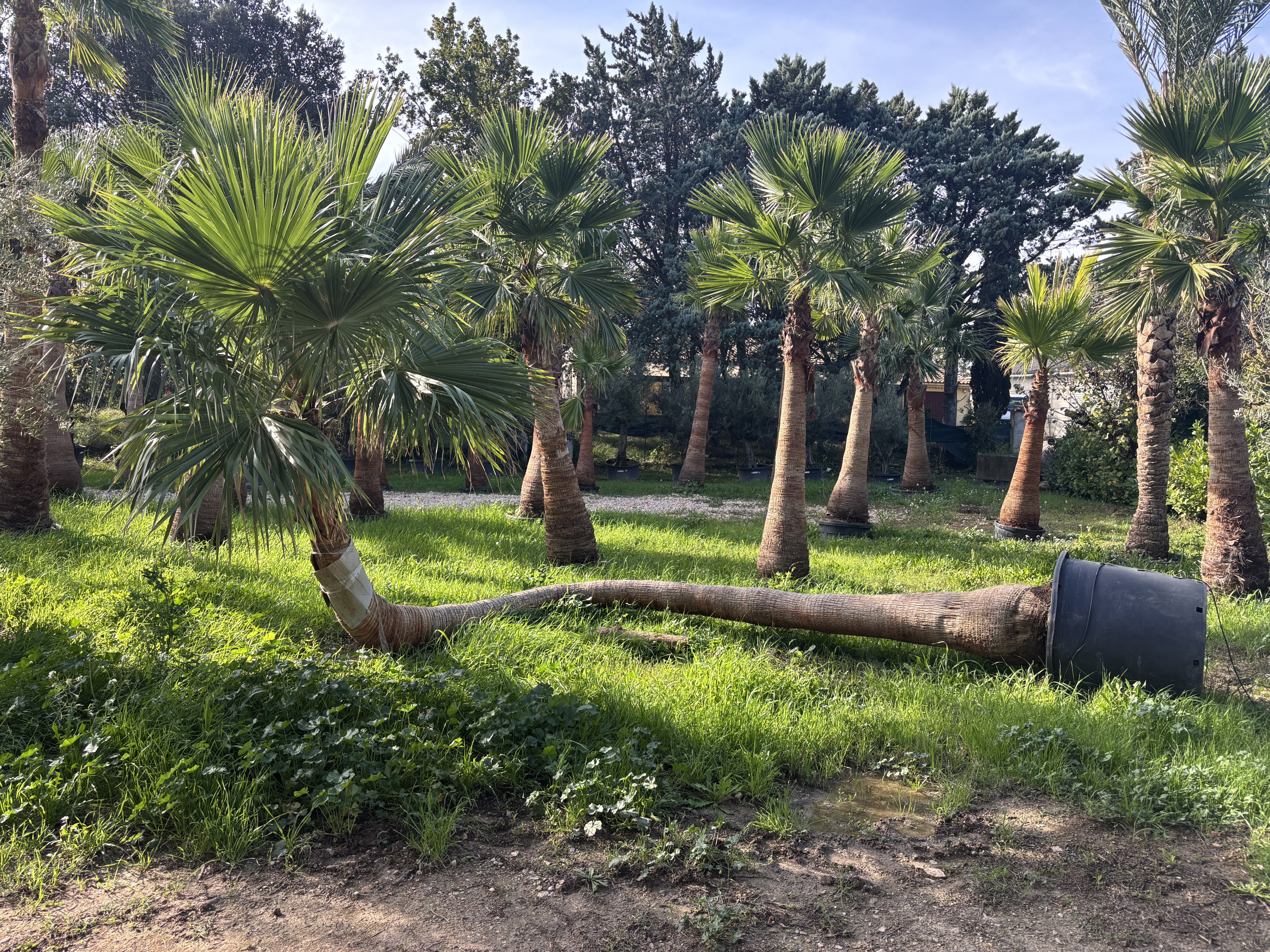 Palmier Washingtonia Robusta couché courbé