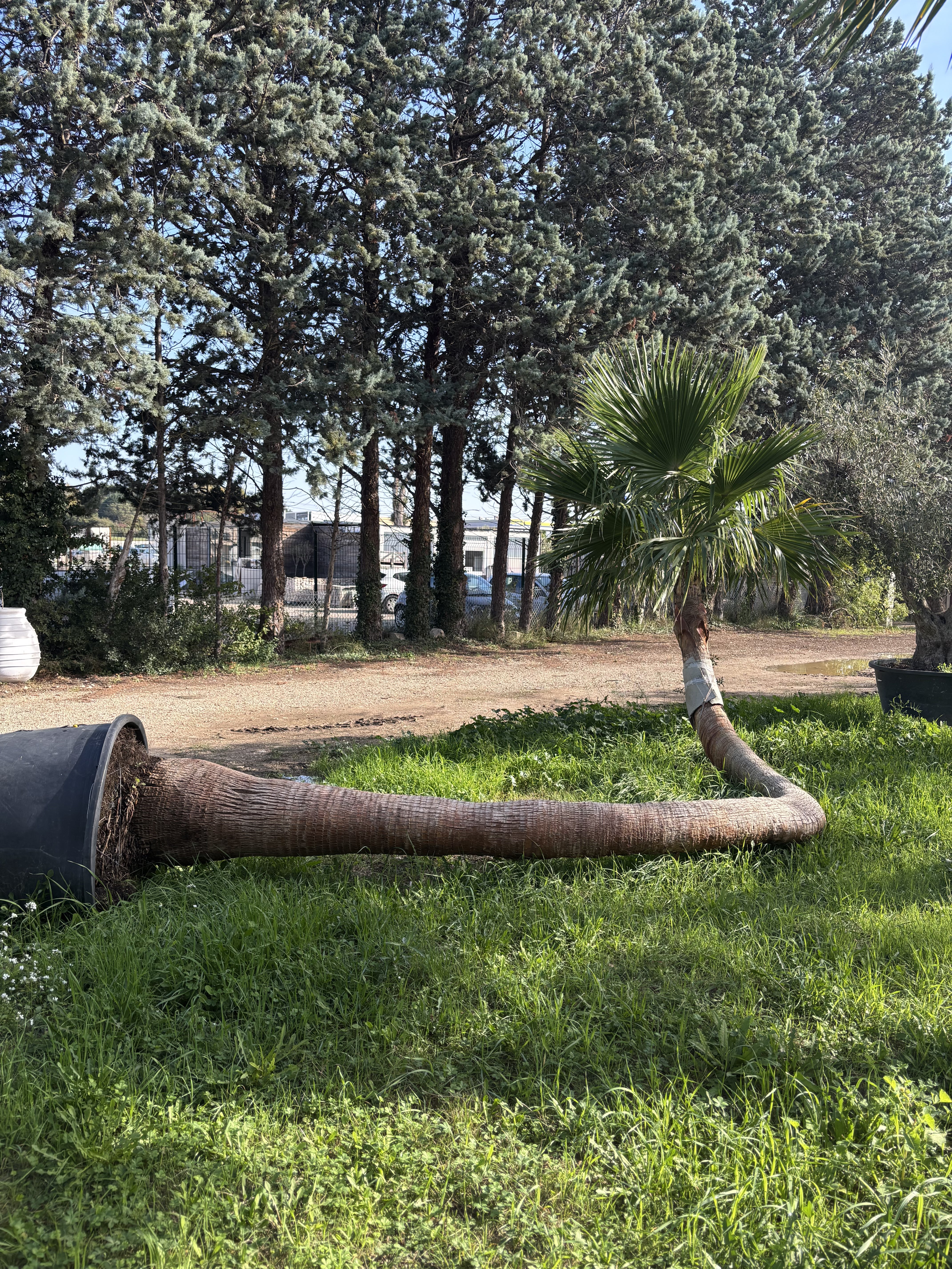 Palmier Washingtonia Robusta couché courbé