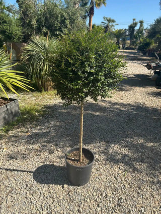 Ligustrum japonicum – Topiaire boule