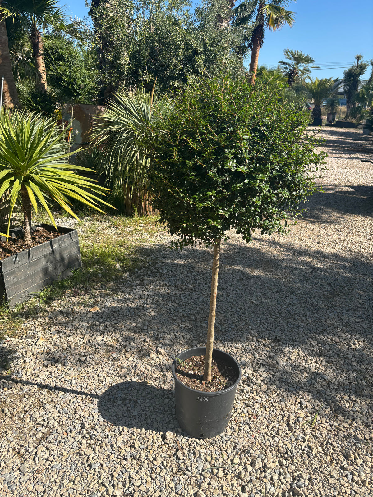 Ligustrum japonicum – Topiaire boule