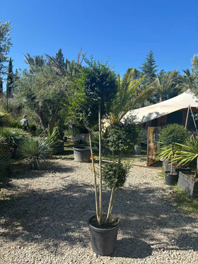 Ligustrum japonicum
