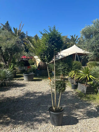 Ligustrum japonicum