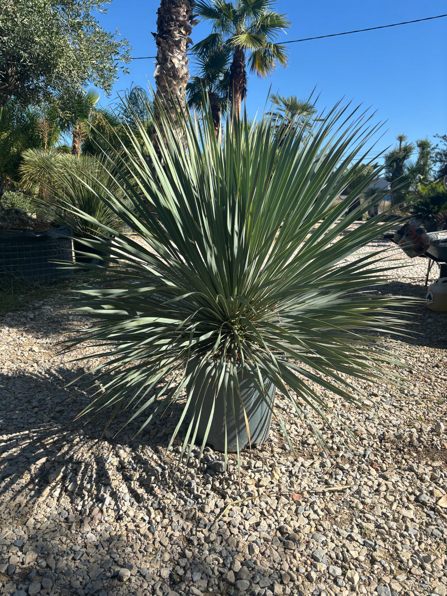 Yucca Rostrata