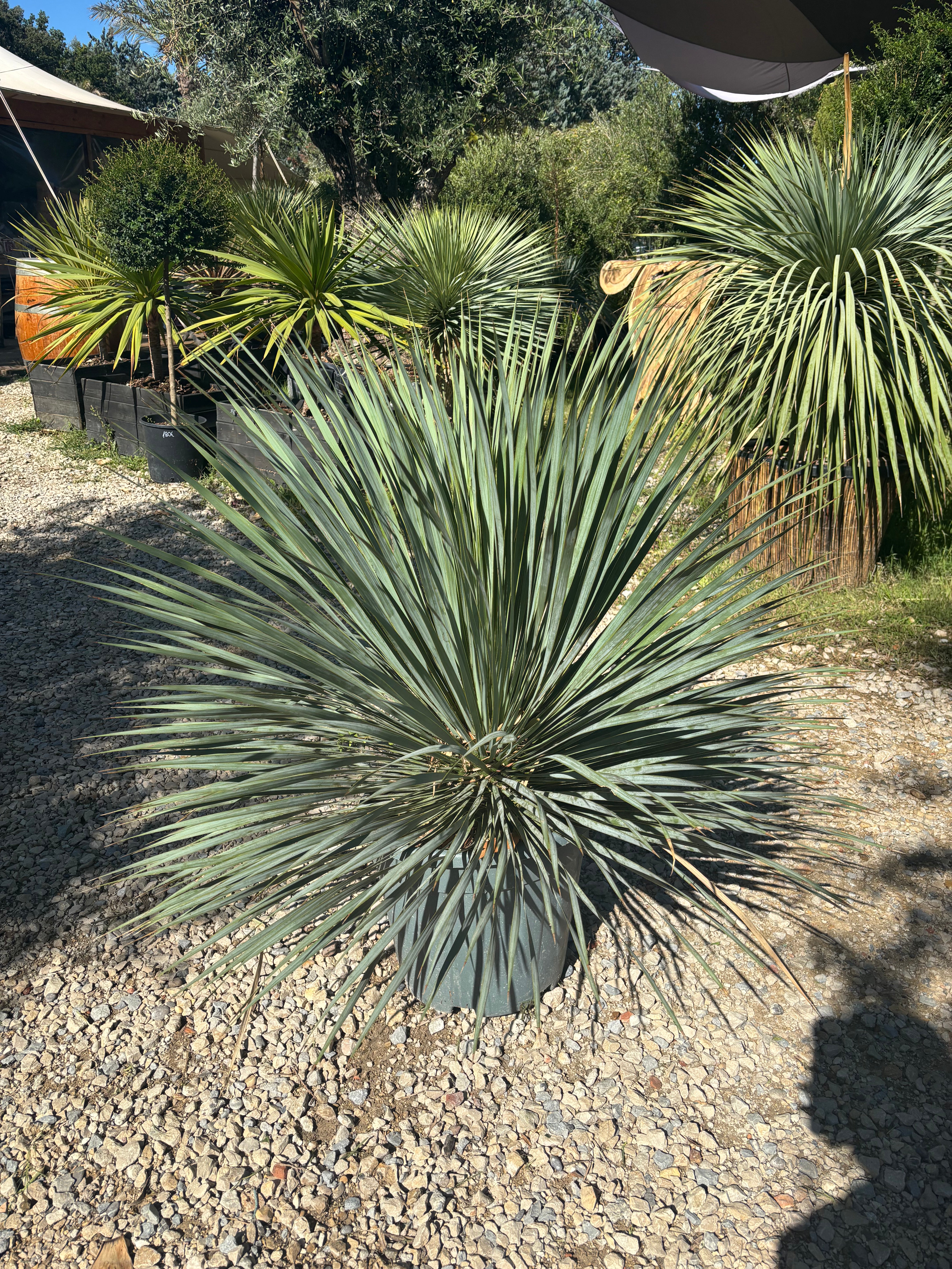 Yucca Rostrata