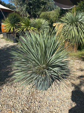 Yucca Rostrata