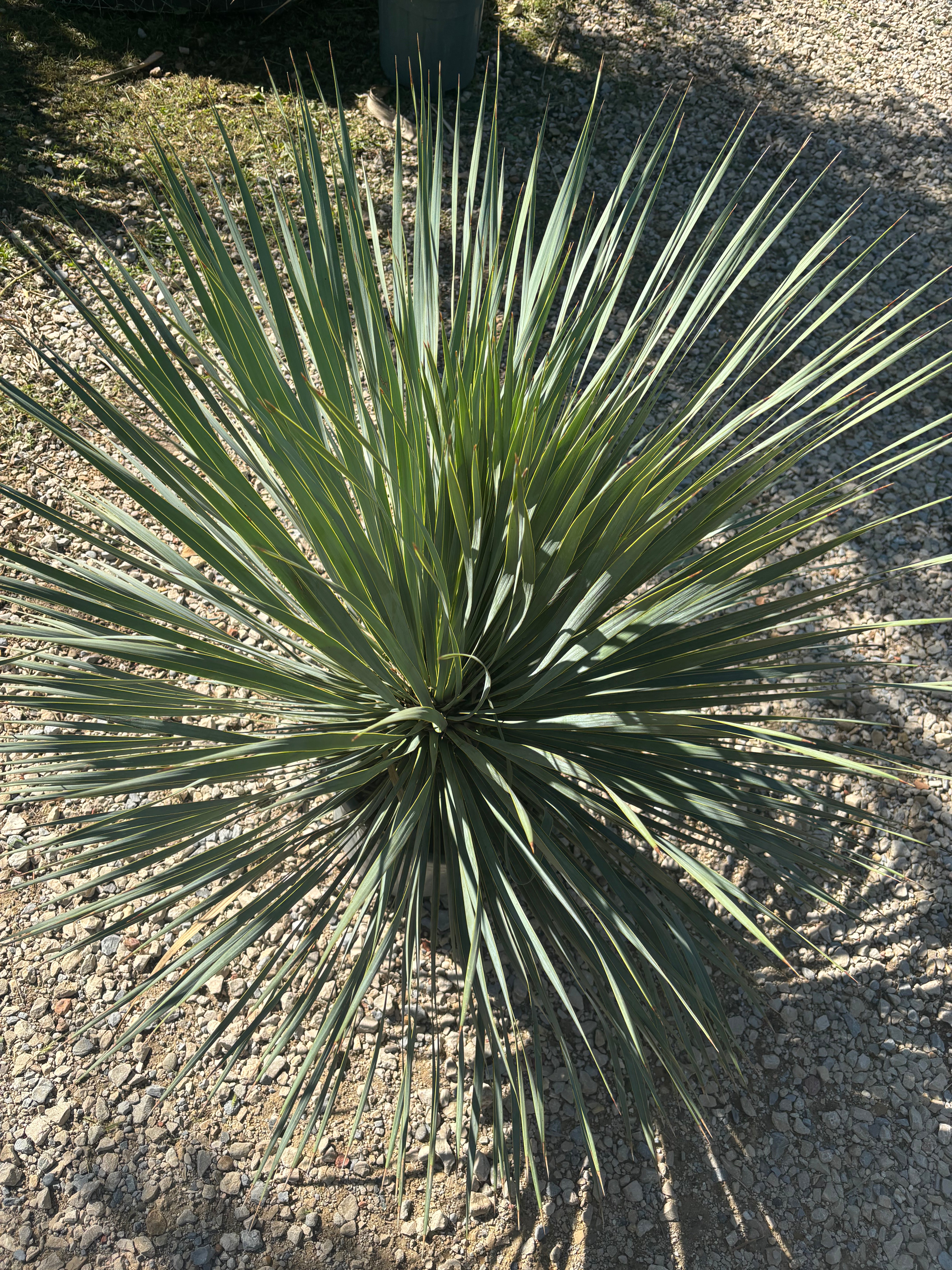 Yucca Rostrata