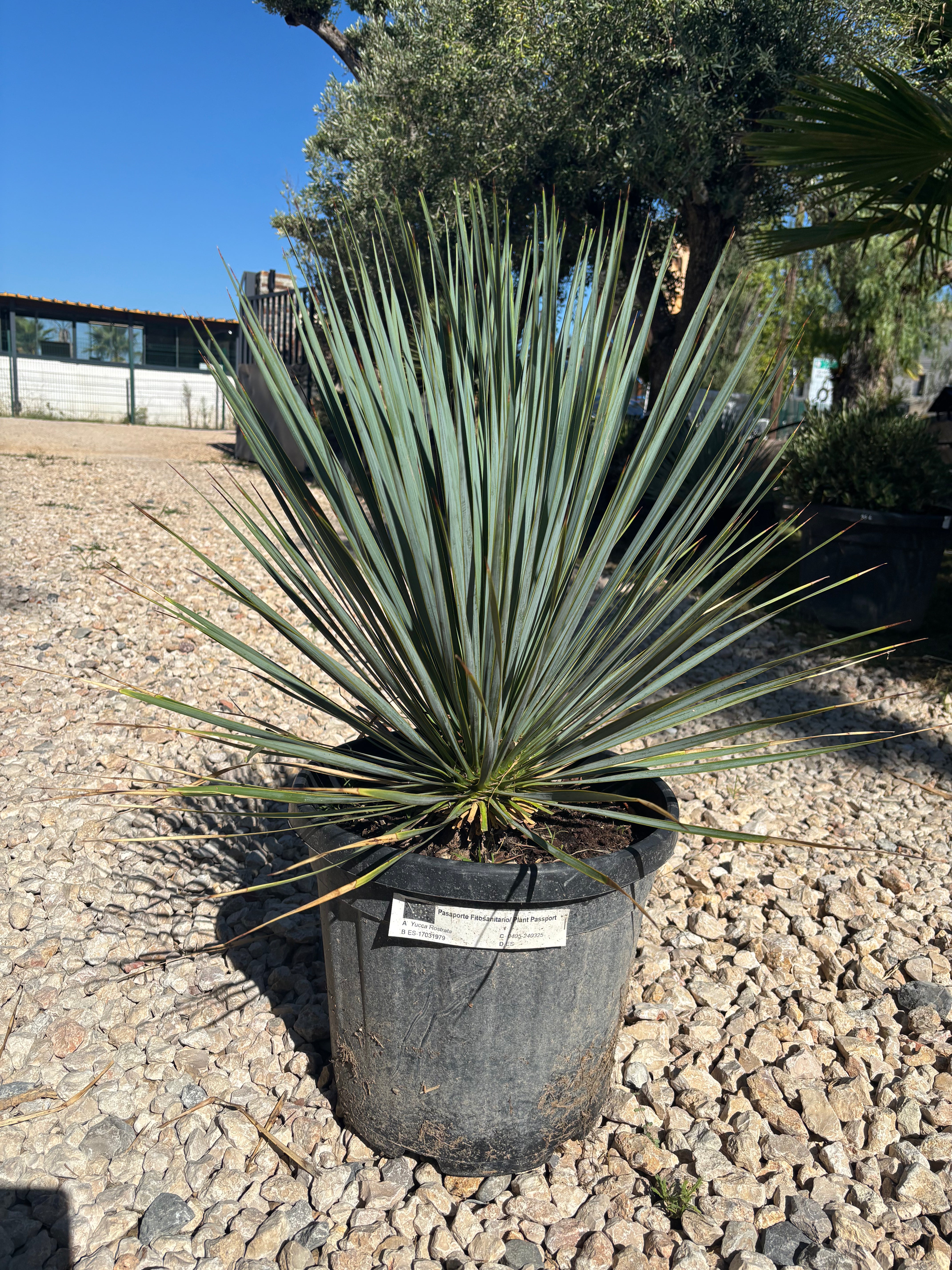 Yucca Rostrata