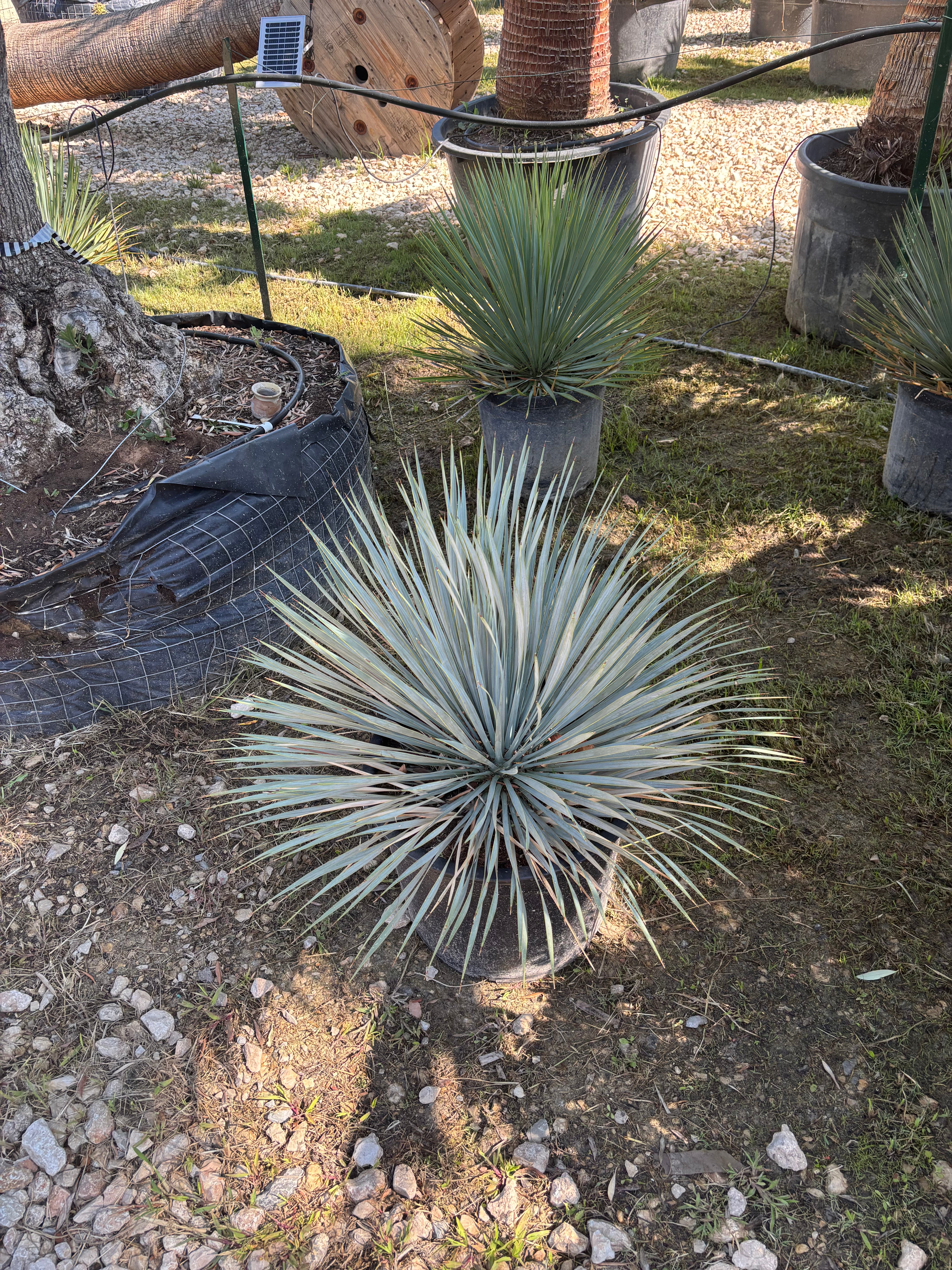 Yucca Rostrata