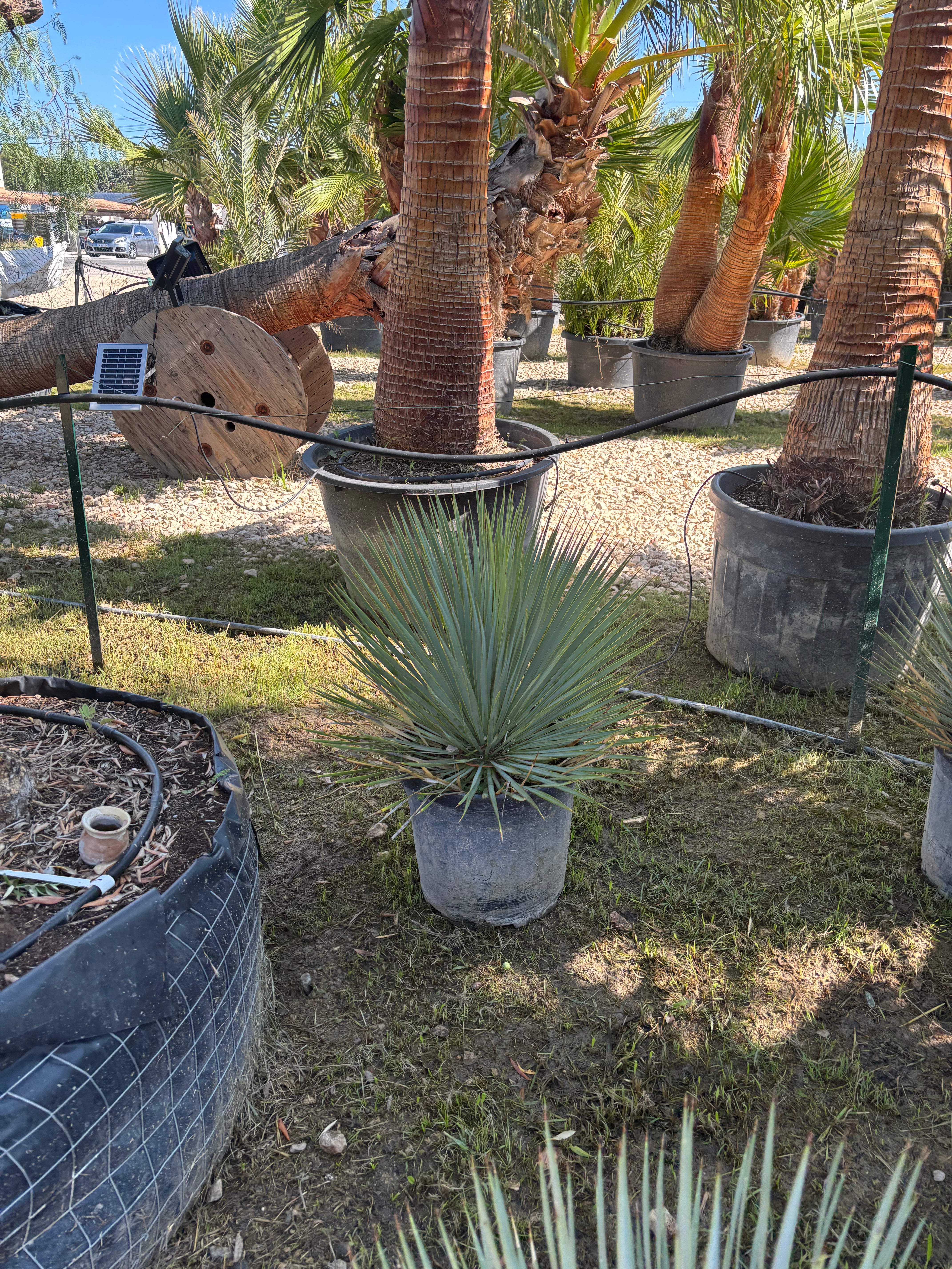 Yucca Rostrata