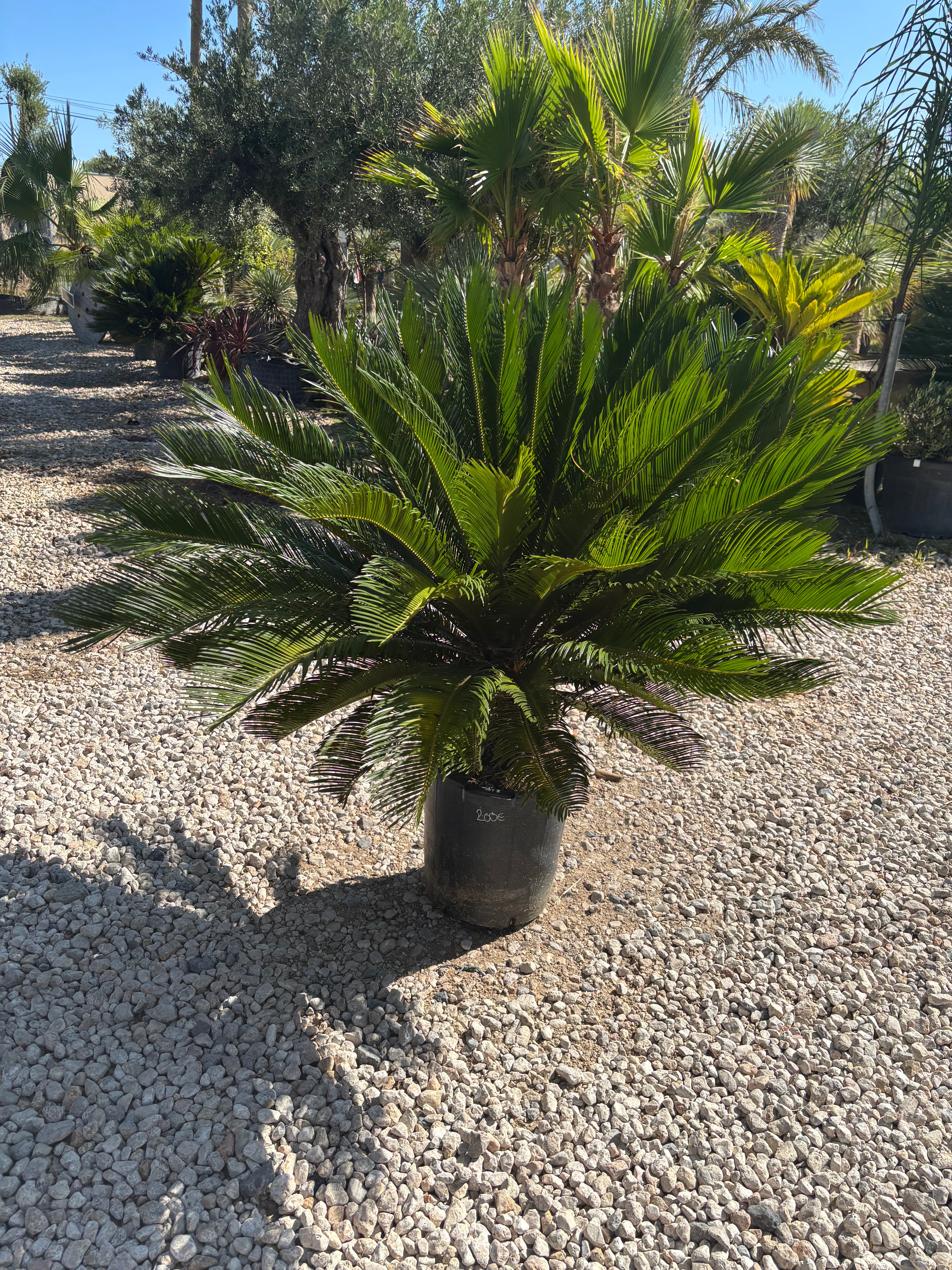 Cycas Revoluta