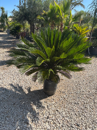 Cycas Revoluta
