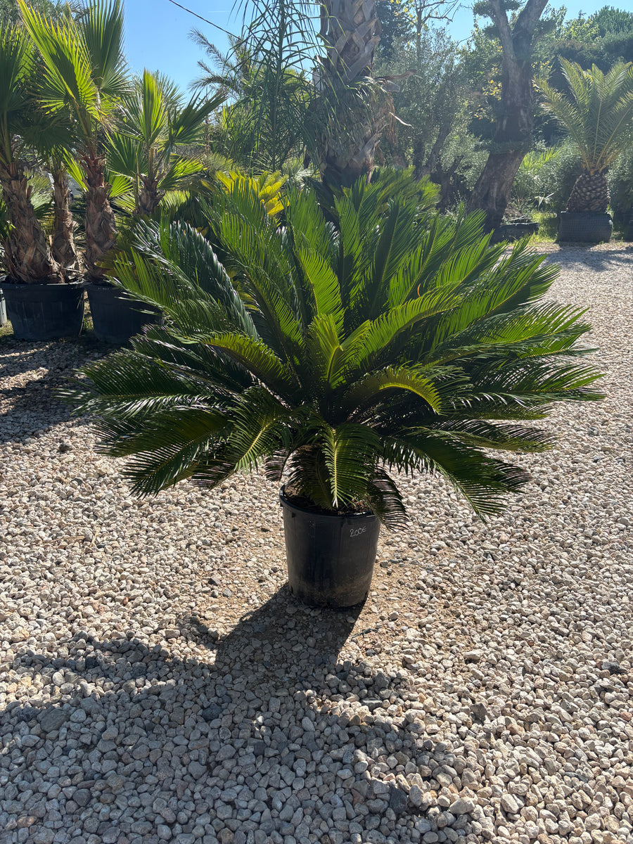 Cycas Revoluta