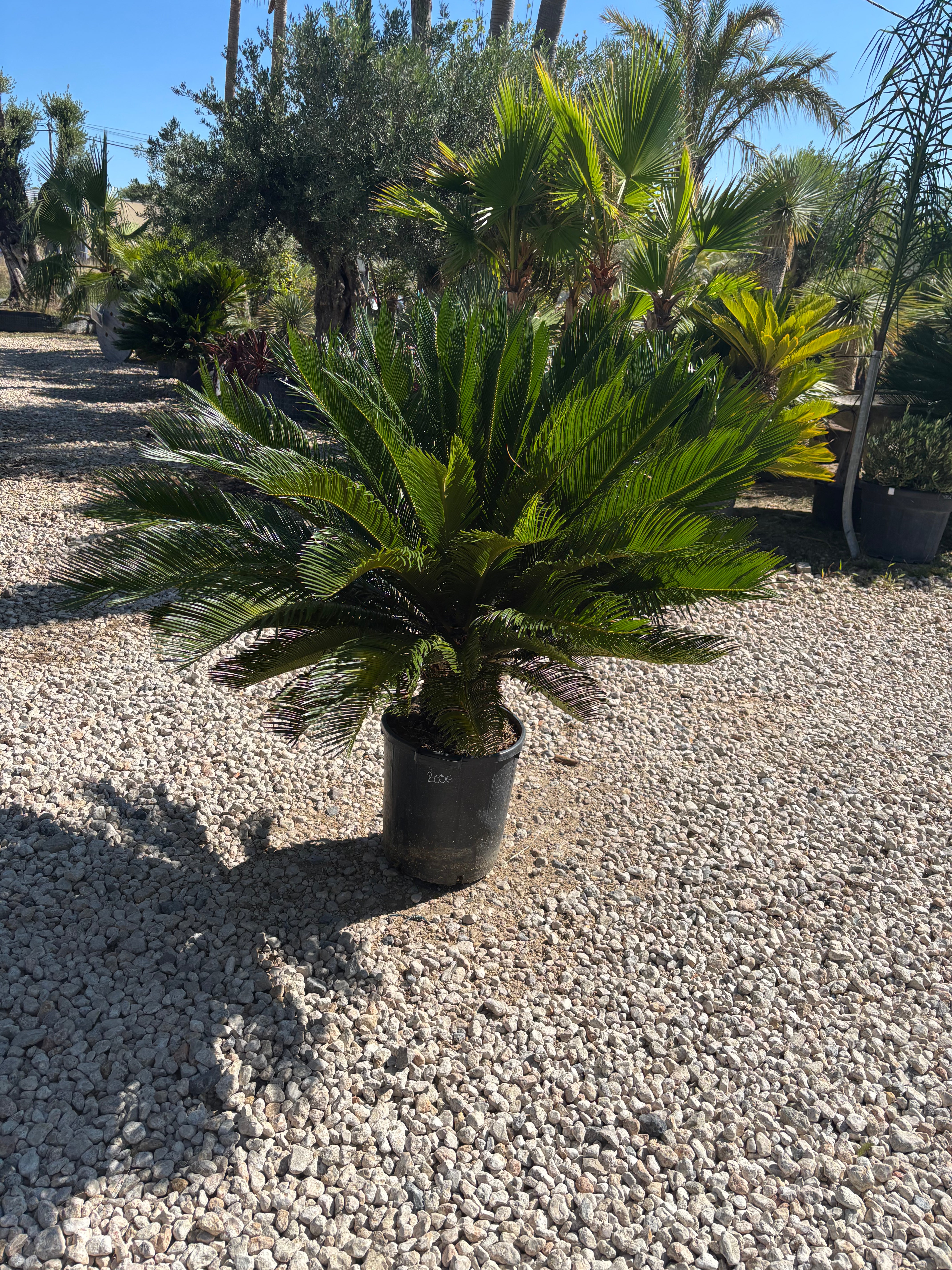 Cycas Revoluta