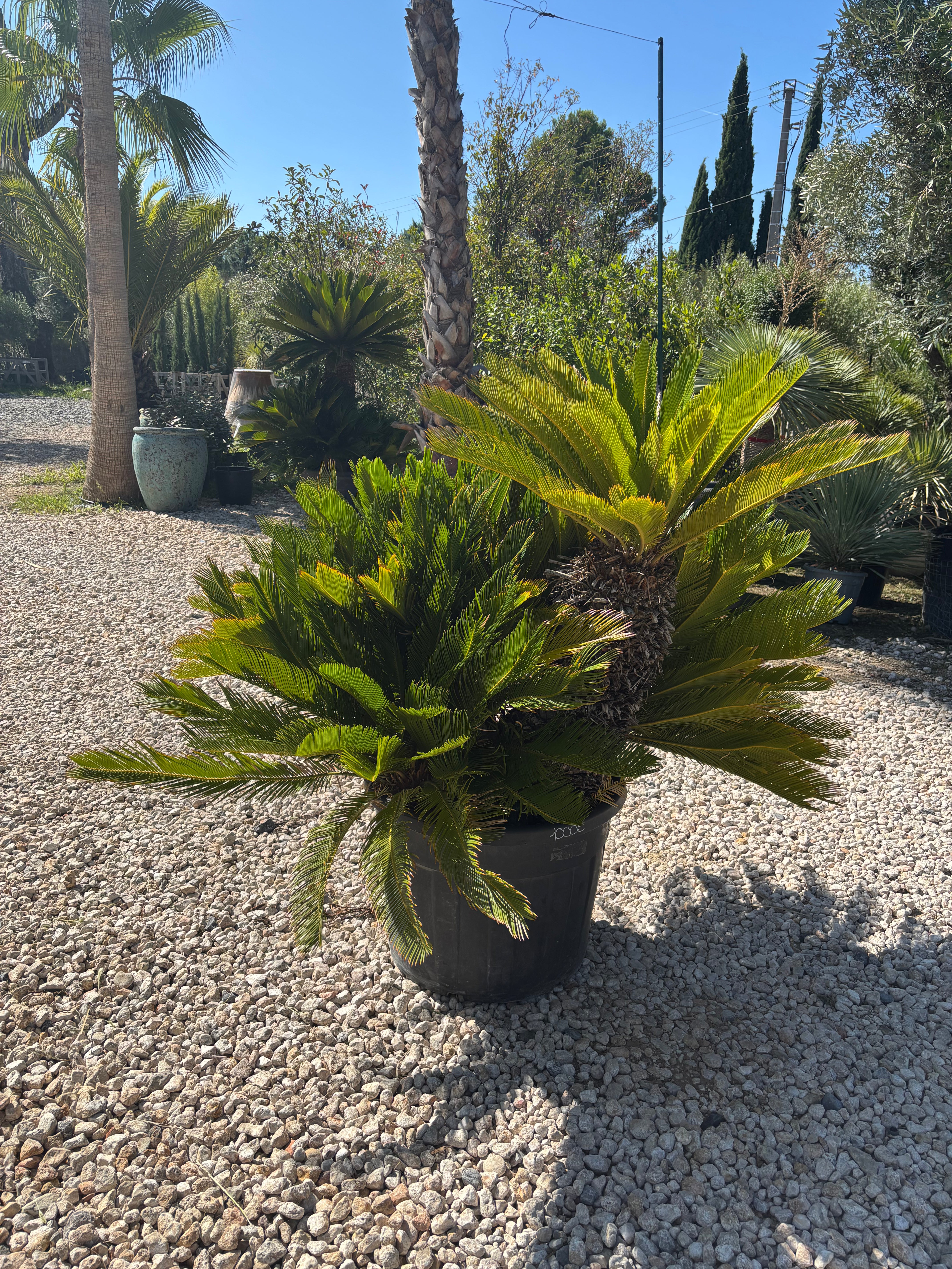 Cycas Revoluta