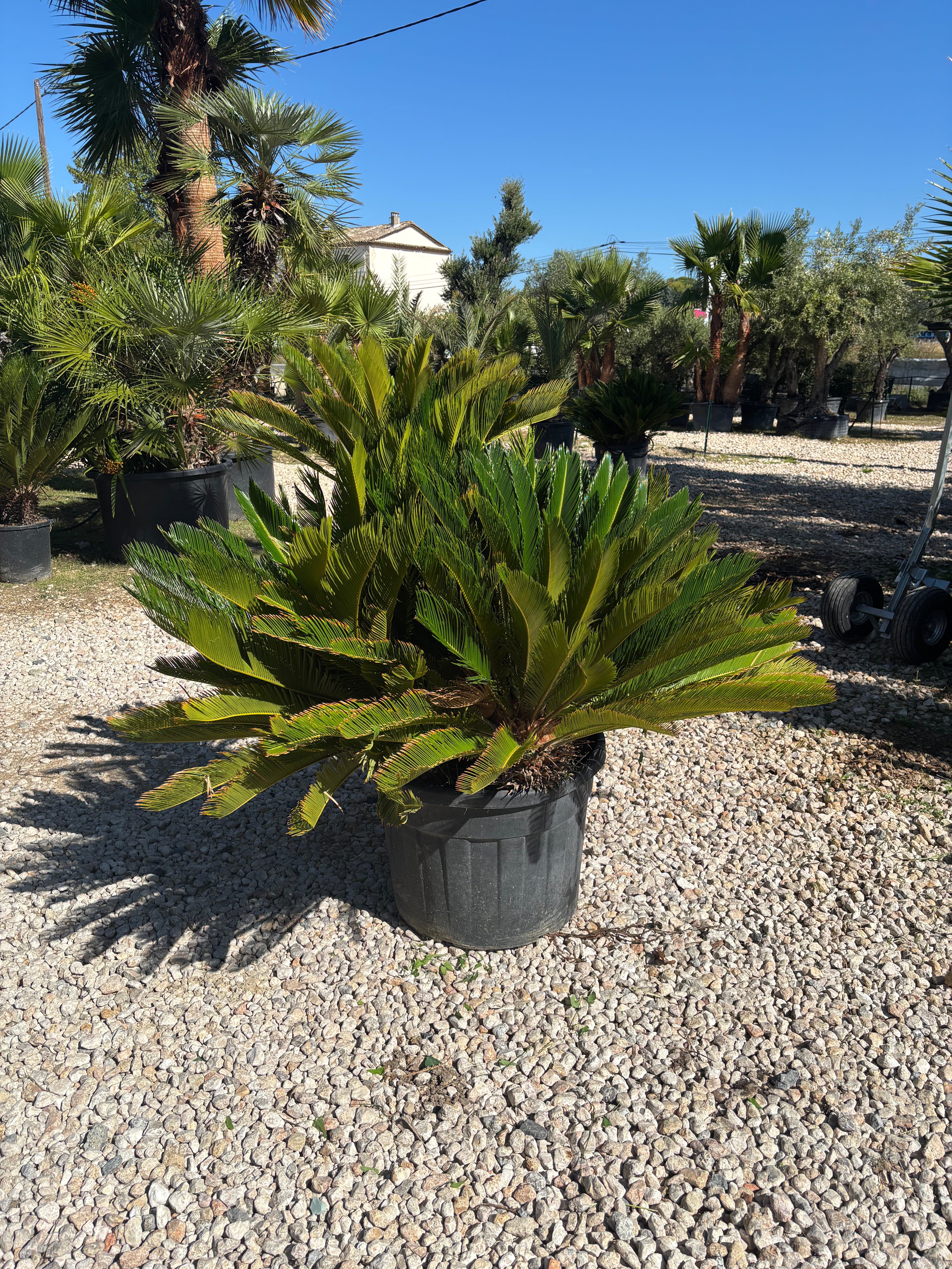 Cycas Revoluta