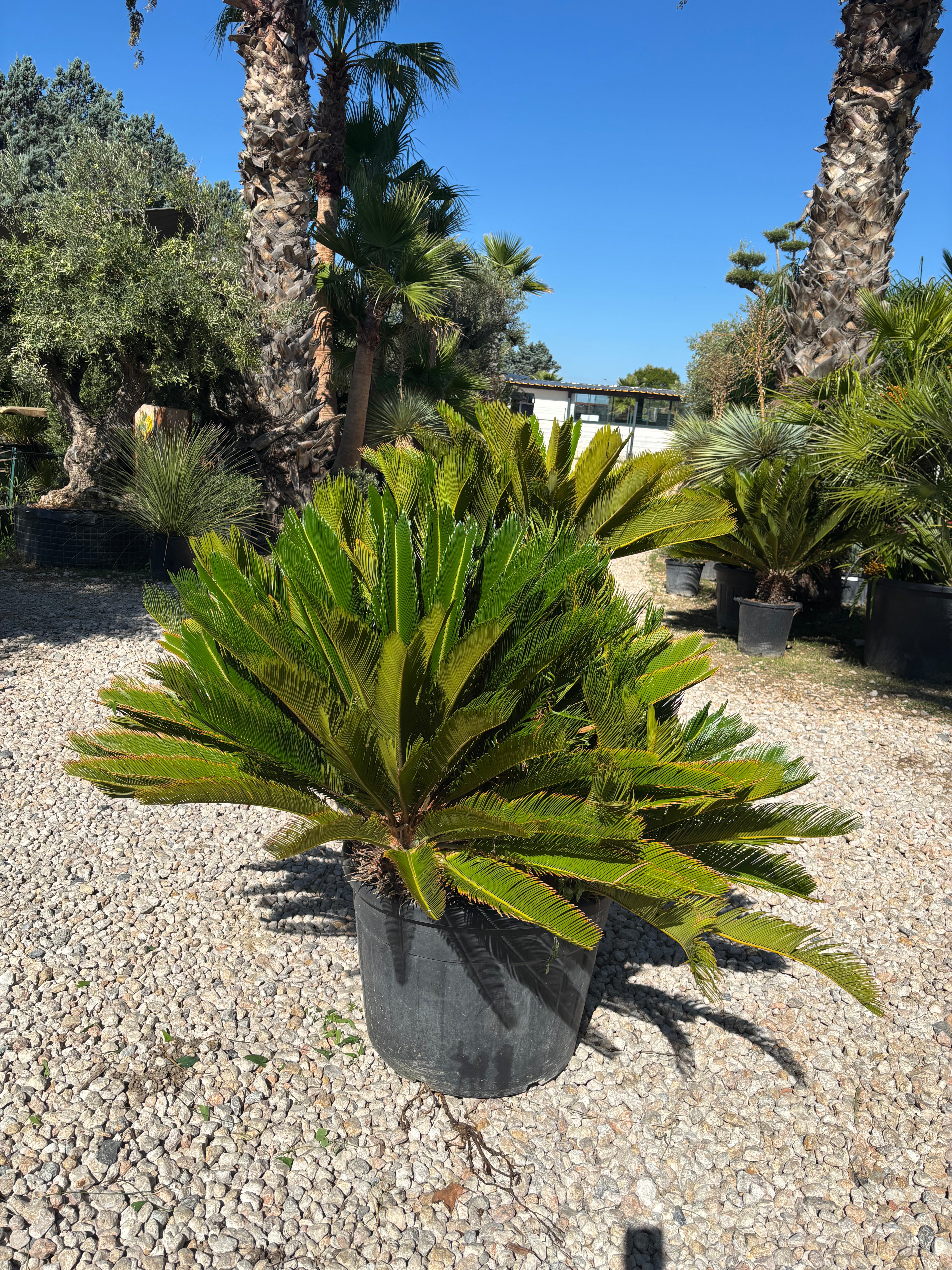 Cycas Revoluta