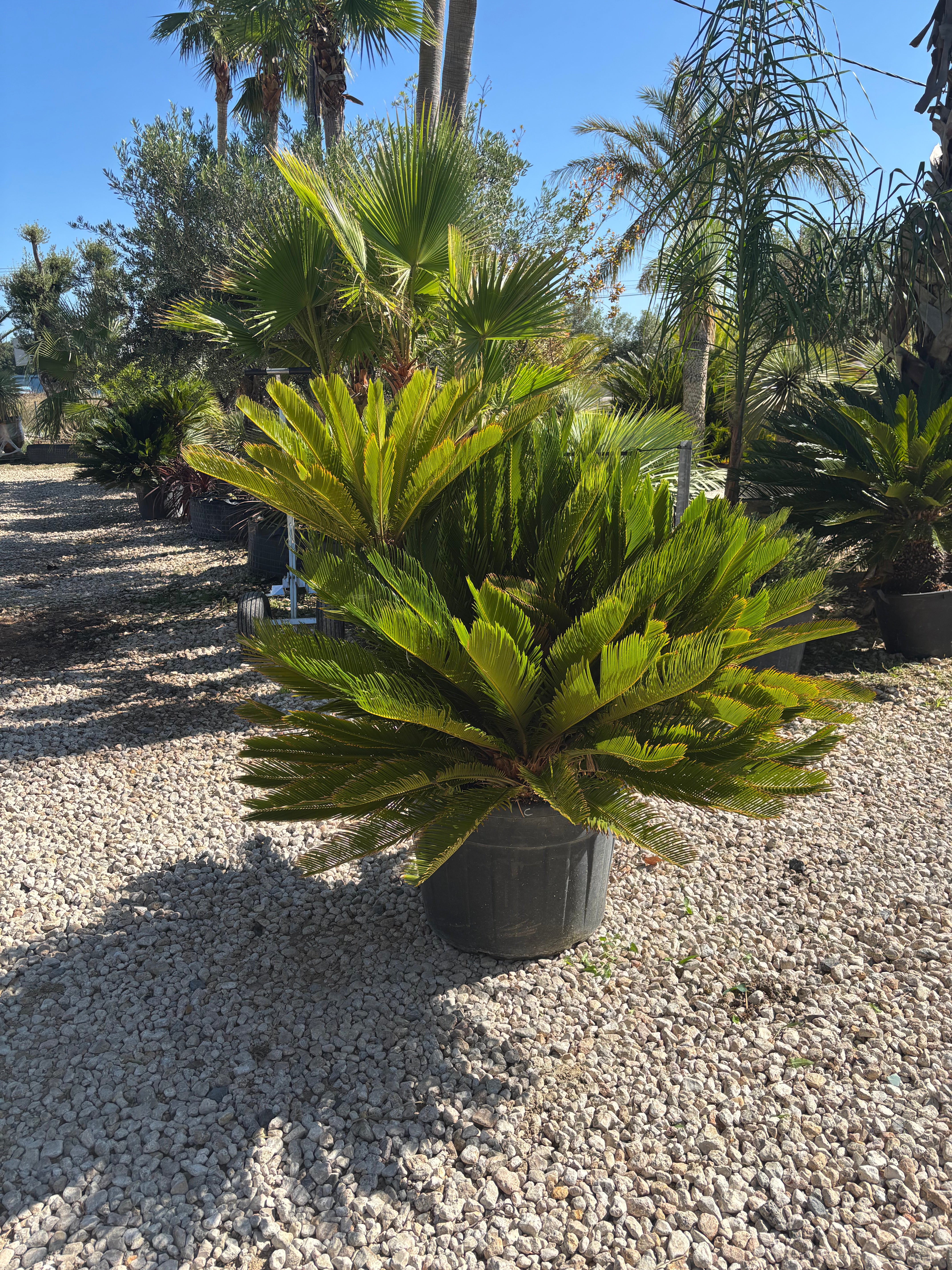 Cycas Revoluta