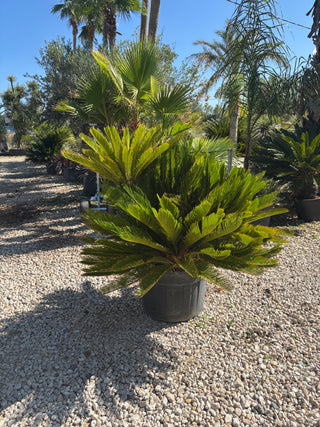 Cycas Revoluta