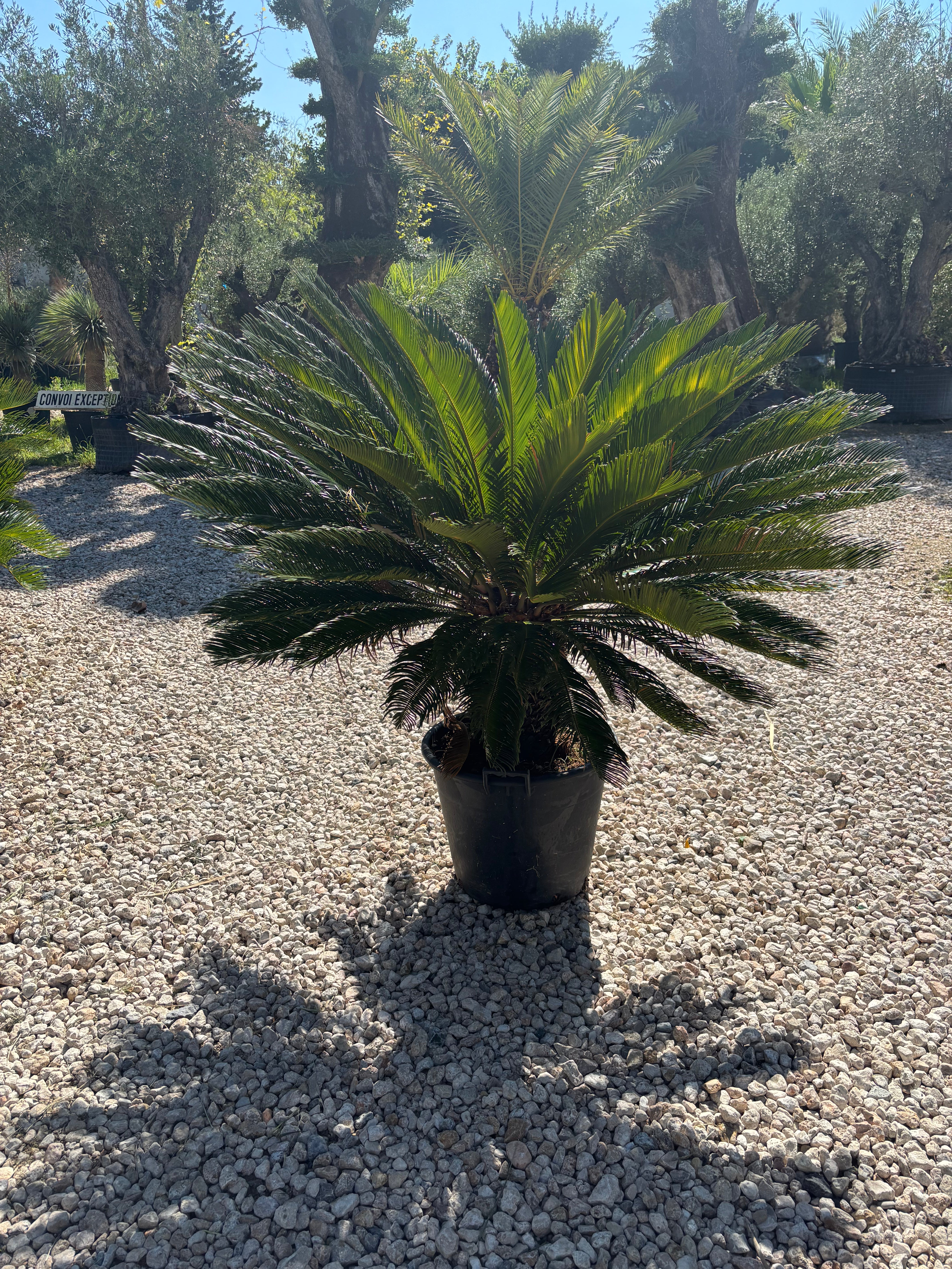 Cycas Revoluta, Palmier sacré du Japon