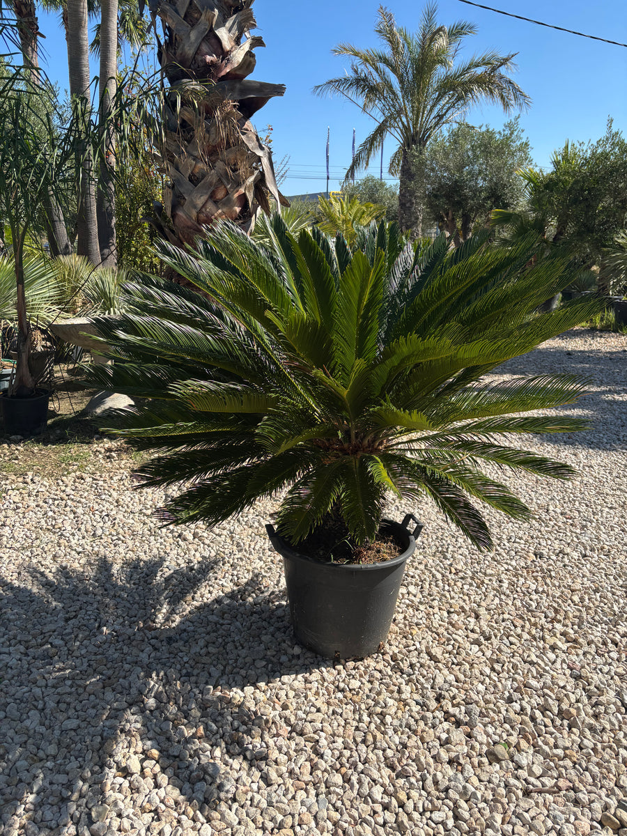 Cycas Revoluta, Palmier sacré du Japon
