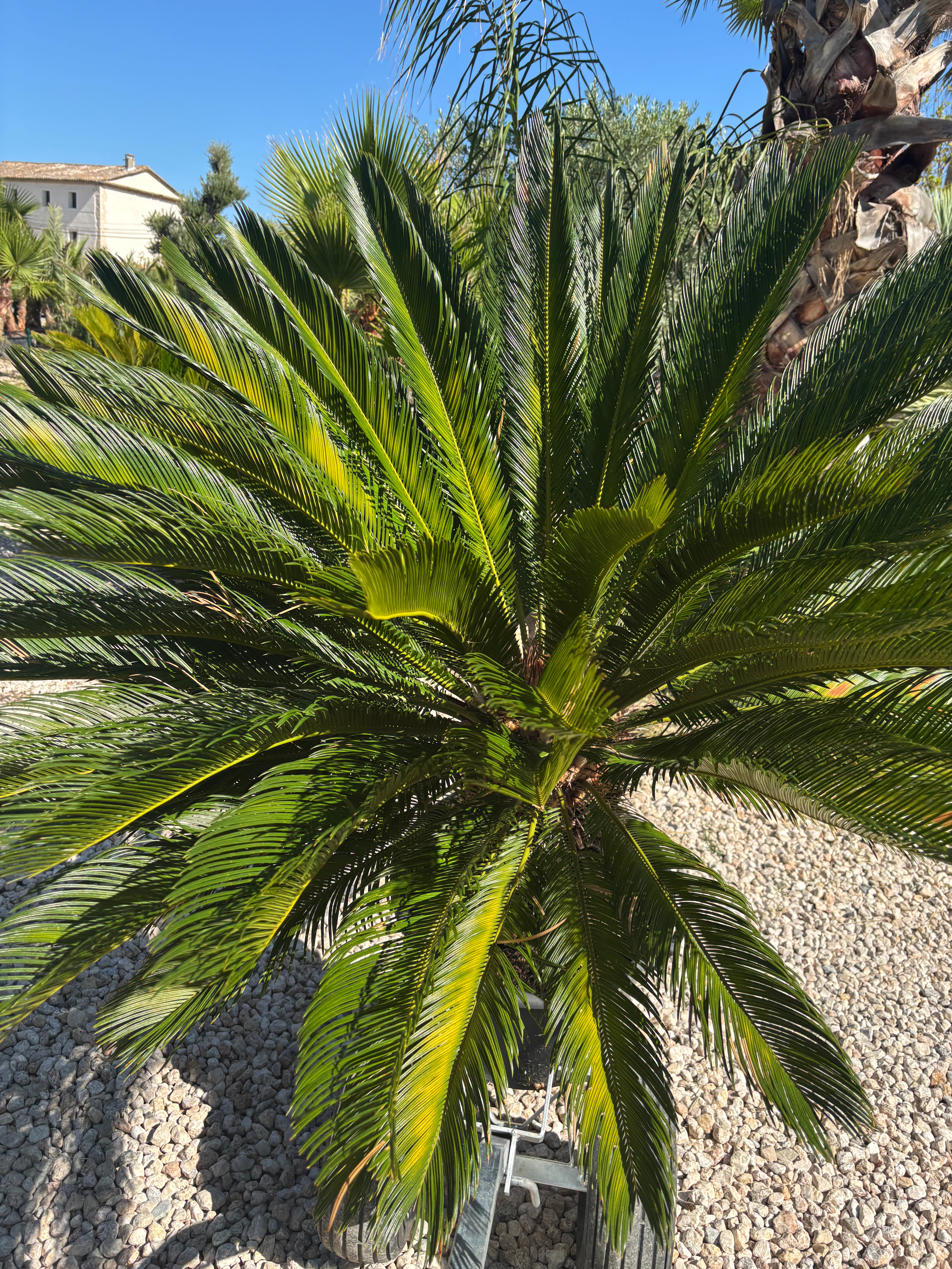 Cycas Revoluta, Palmier sacré du Japon