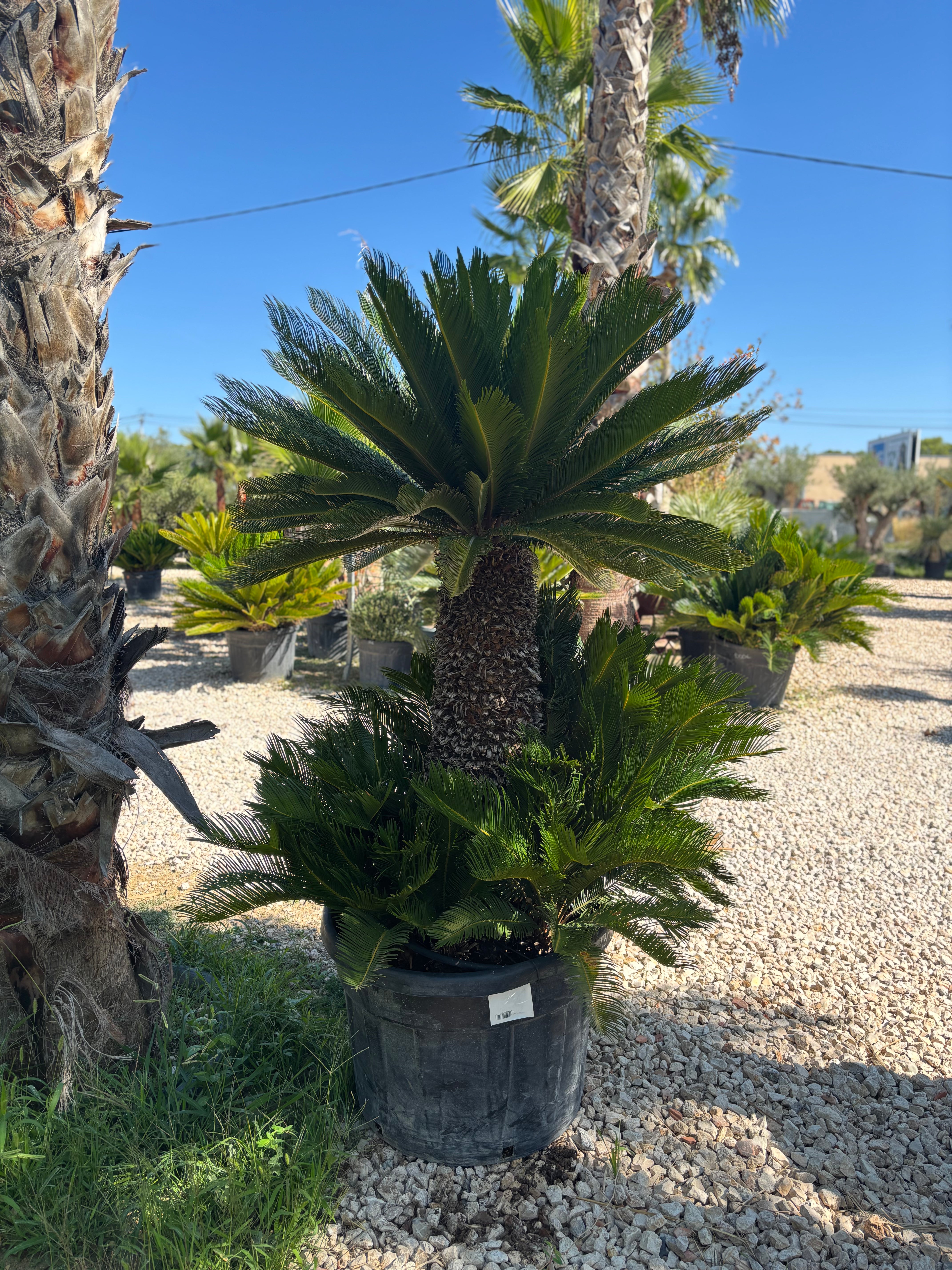 Cycas Revoluta