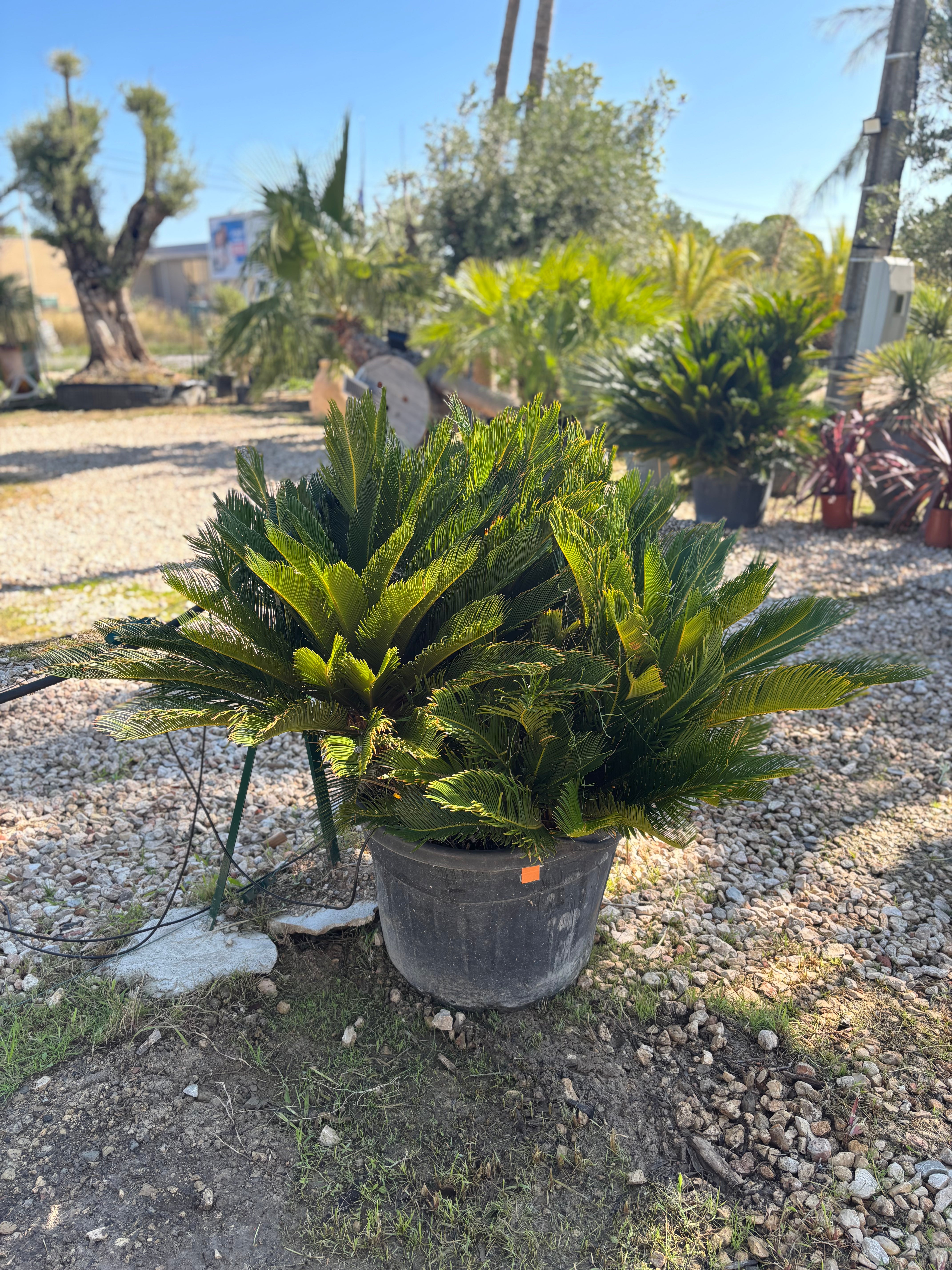 Cycas Revoluta