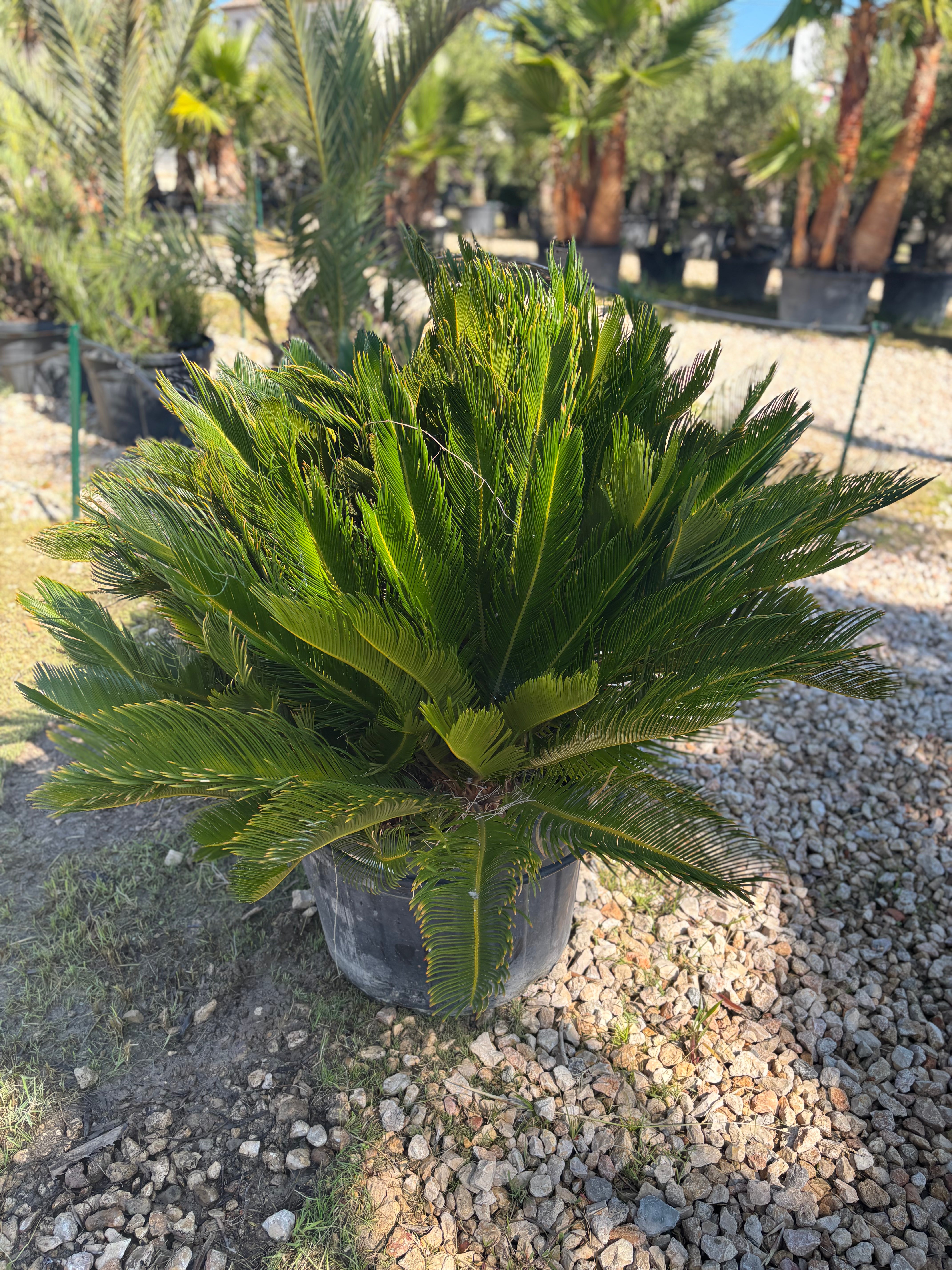 Cycas Revoluta