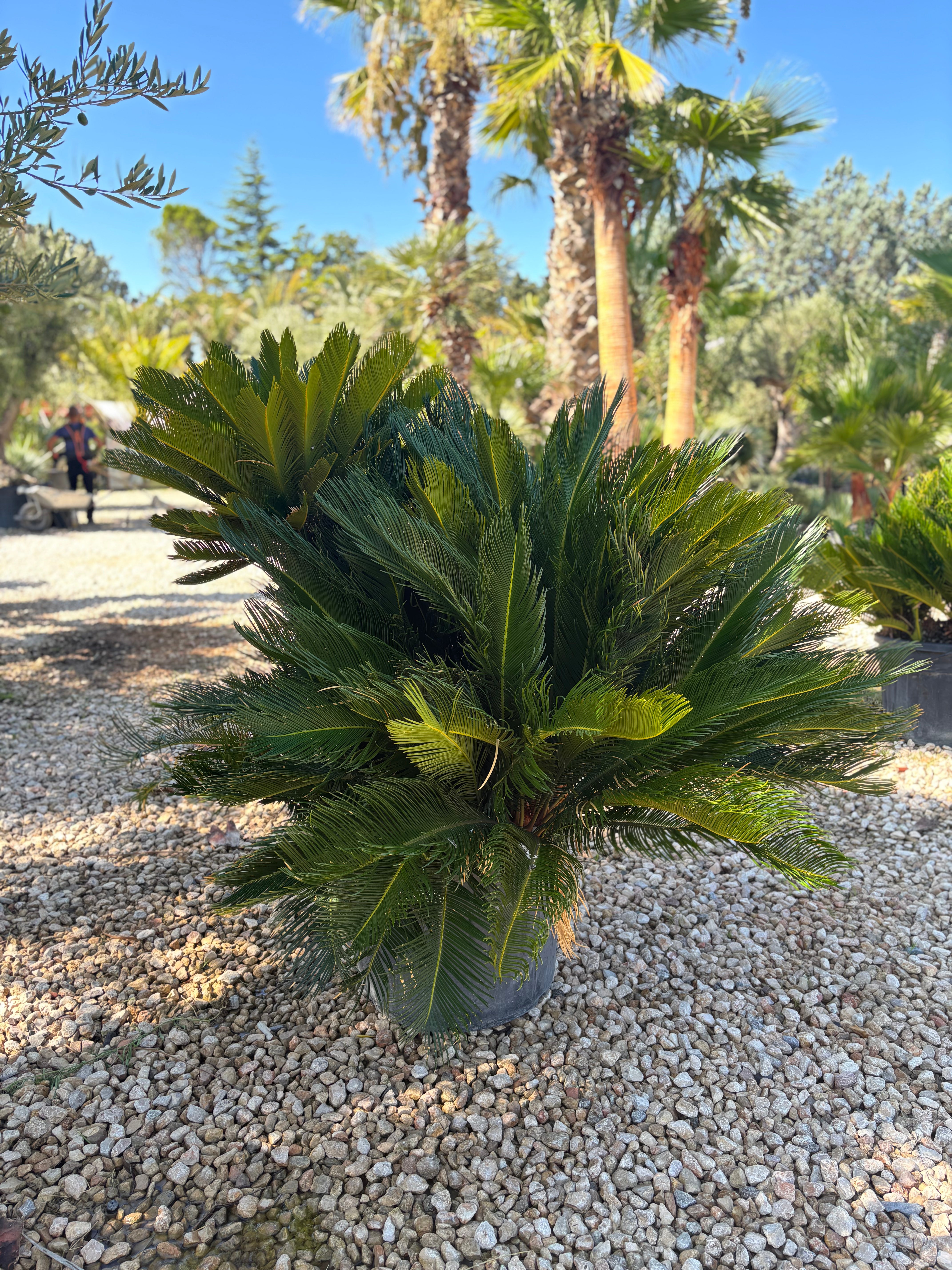 Cycas Revoluta – Palmier sacré du Japon