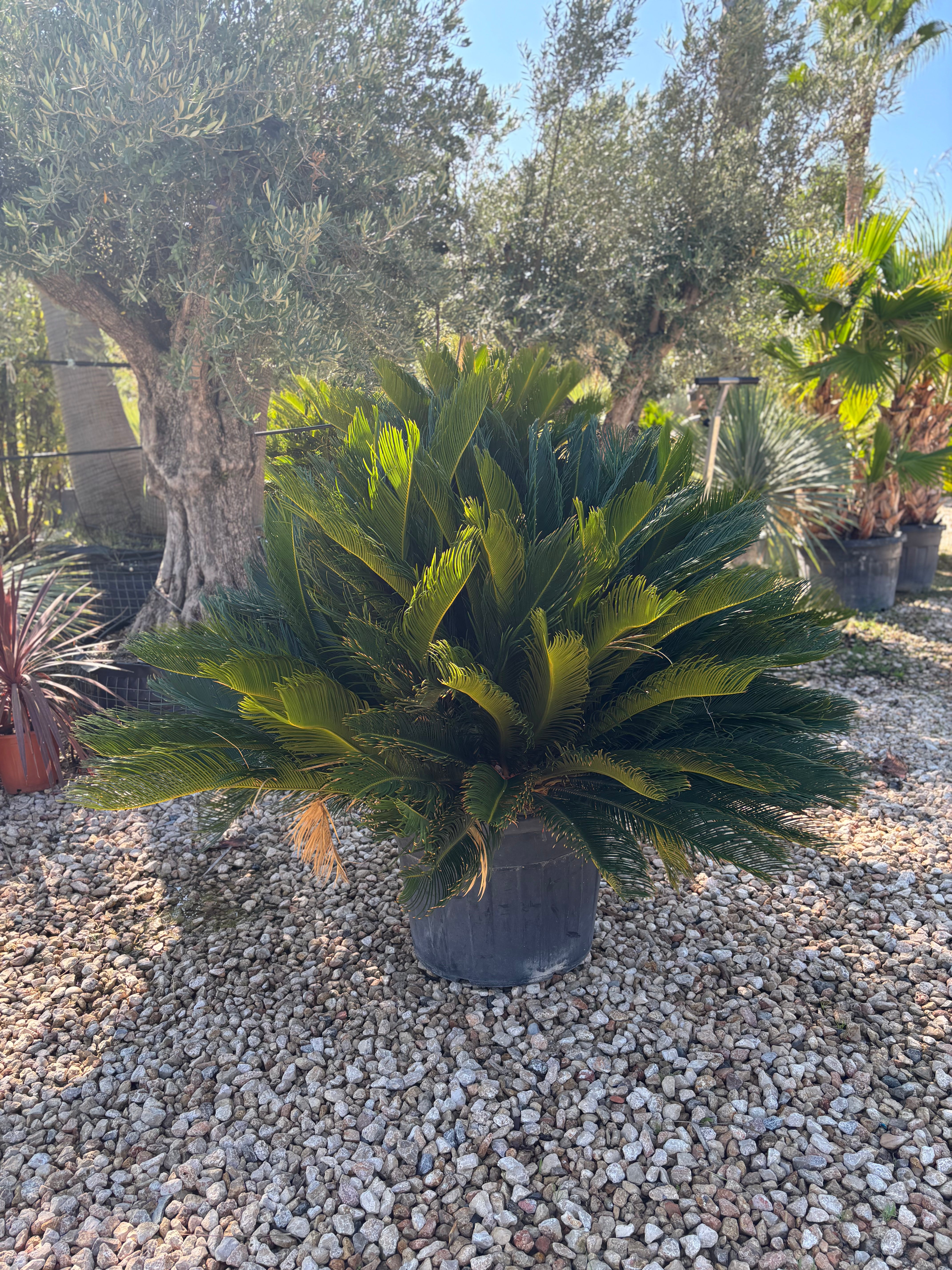 Cycas Revoluta – Palmier sacré du Japon