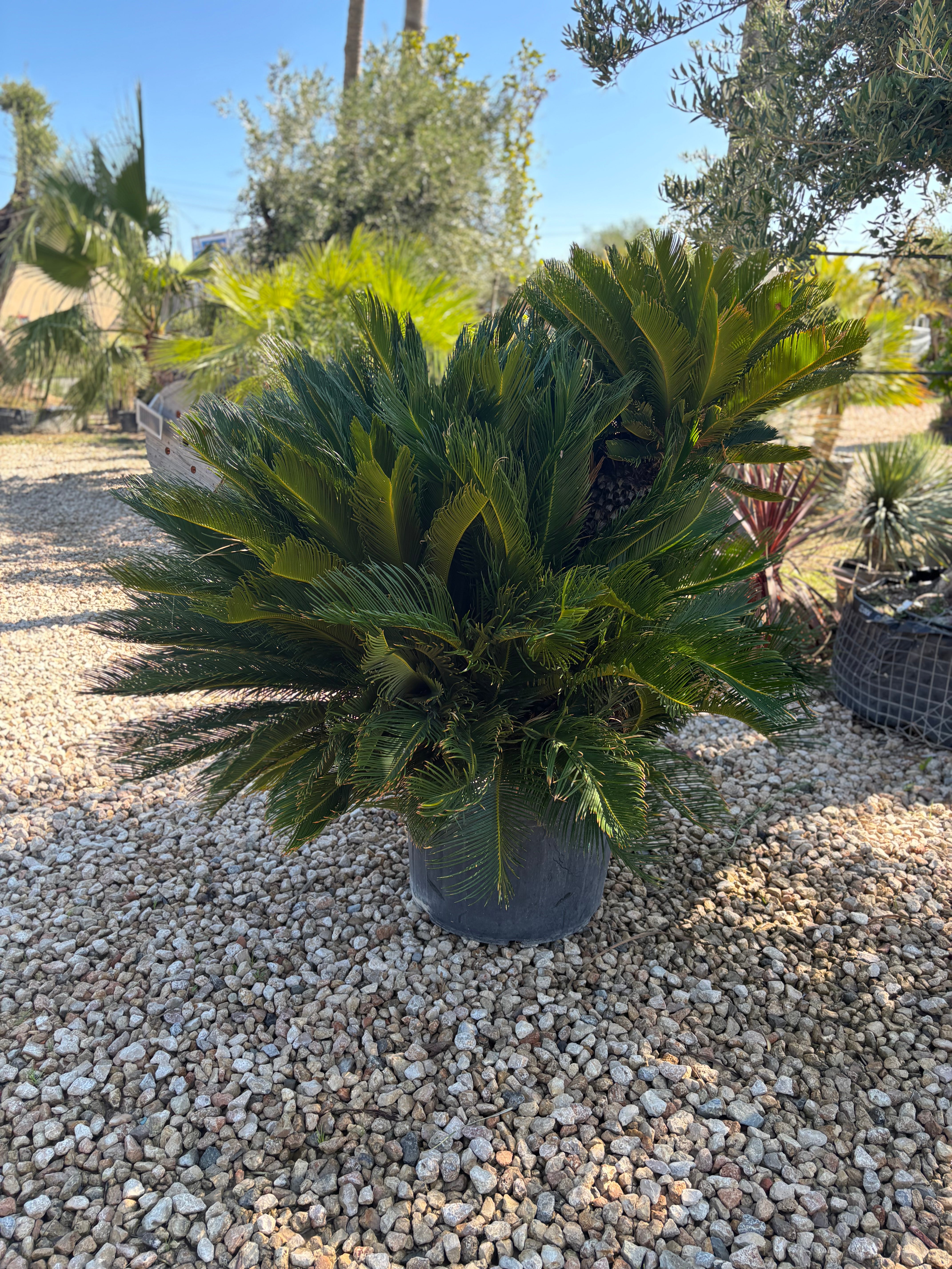 Cycas Revoluta – Palmier sacré du Japon